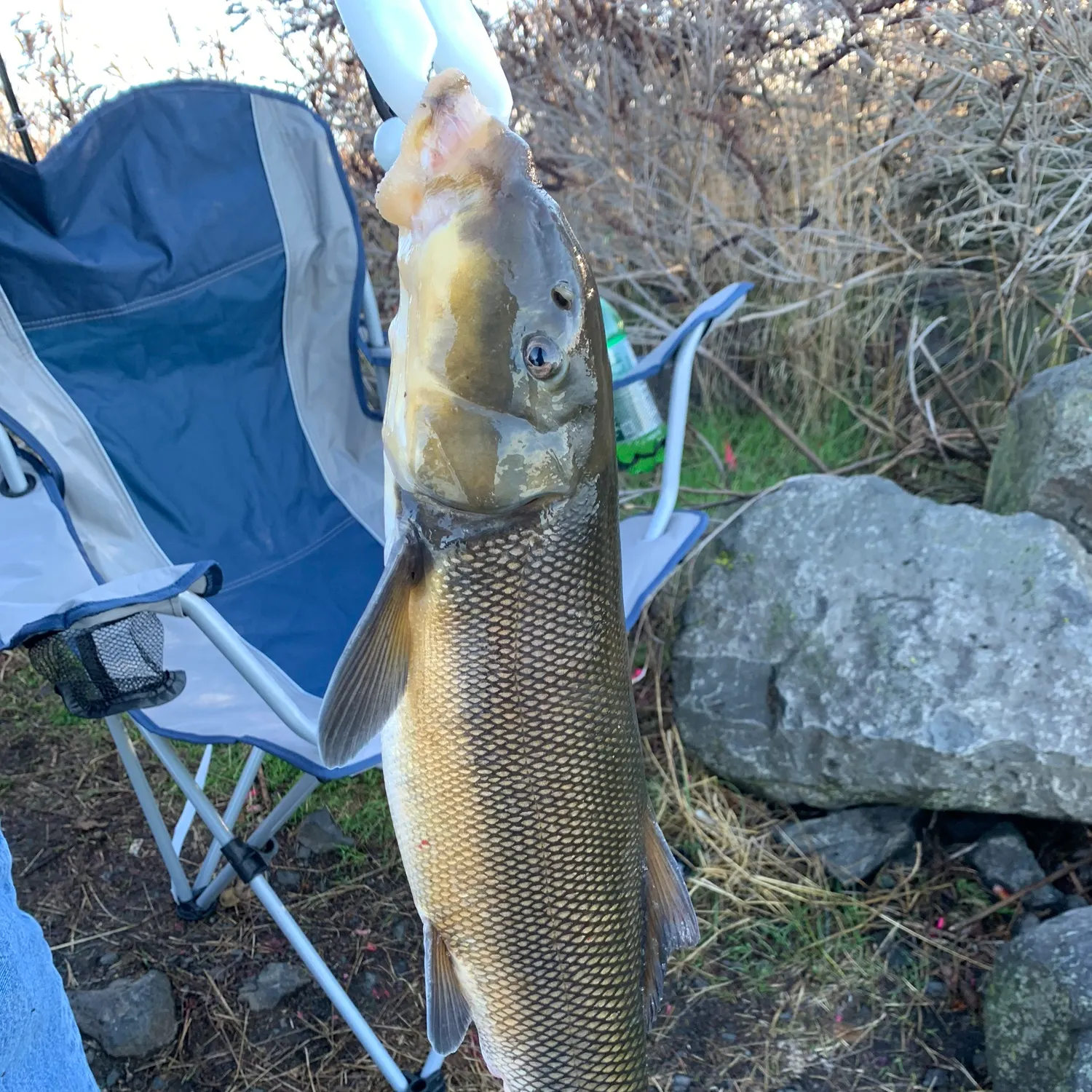 The most recent Largescale sucker catches on Fishbrain