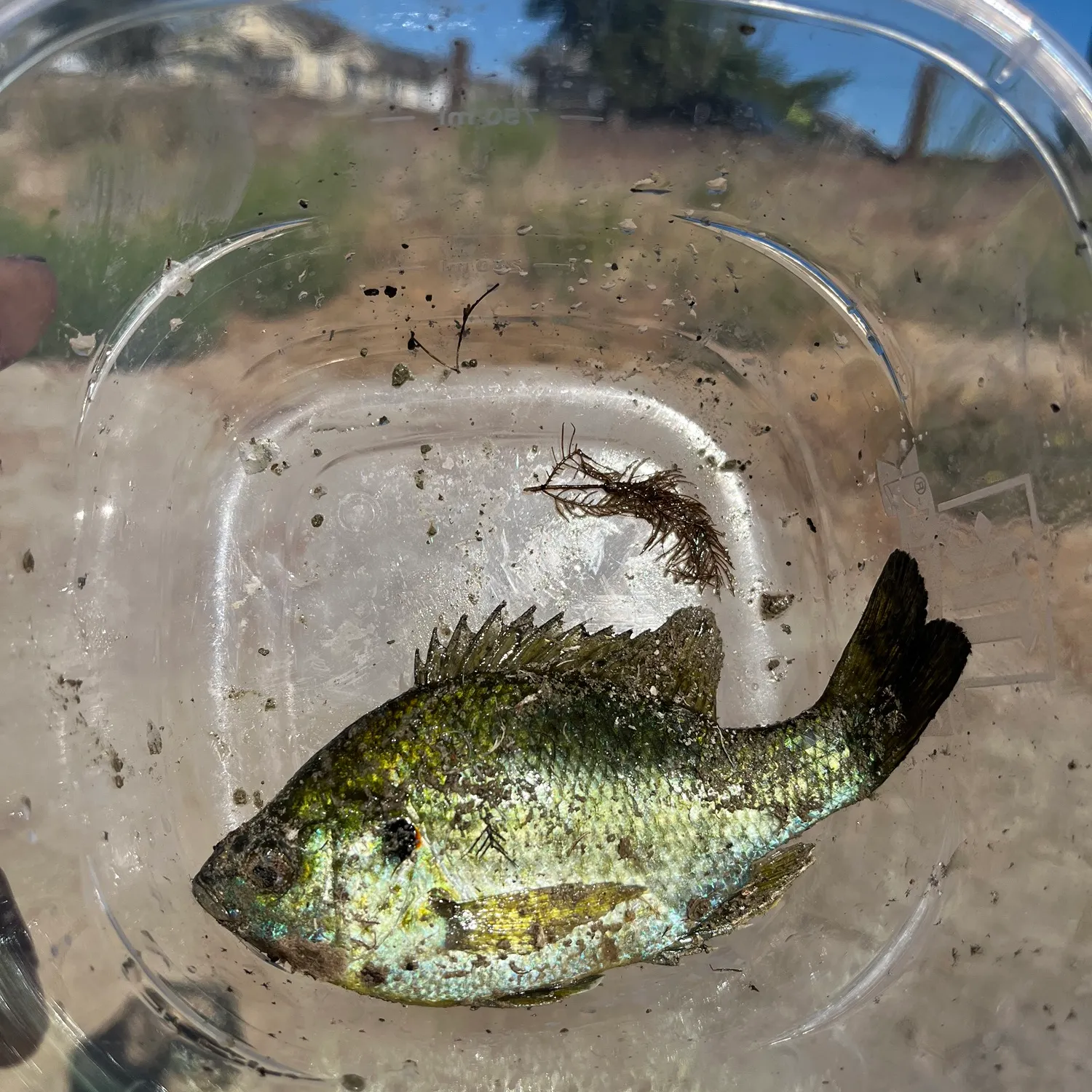 Redear sunfish caught on Fishbrain