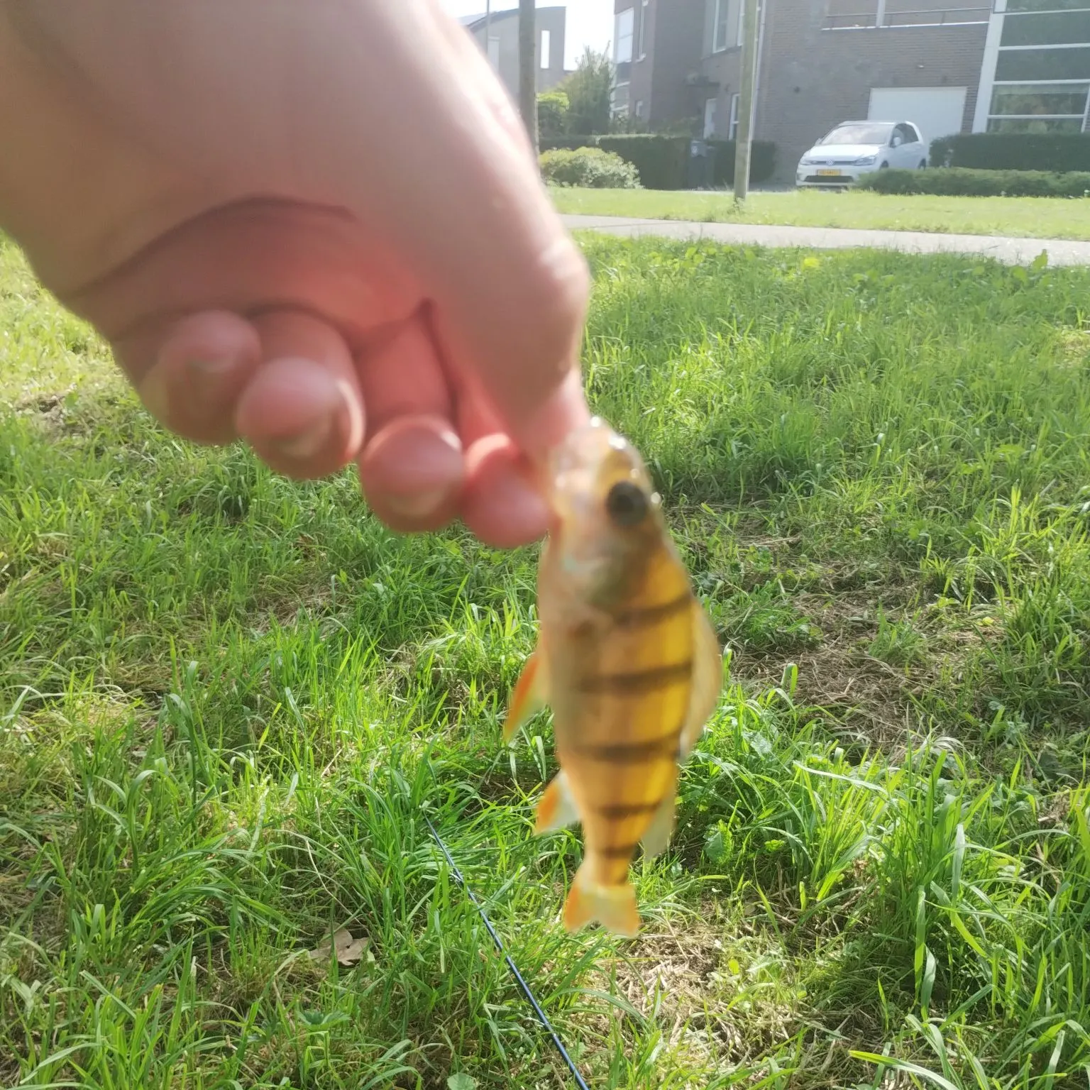 European perch caught on Fishbrain