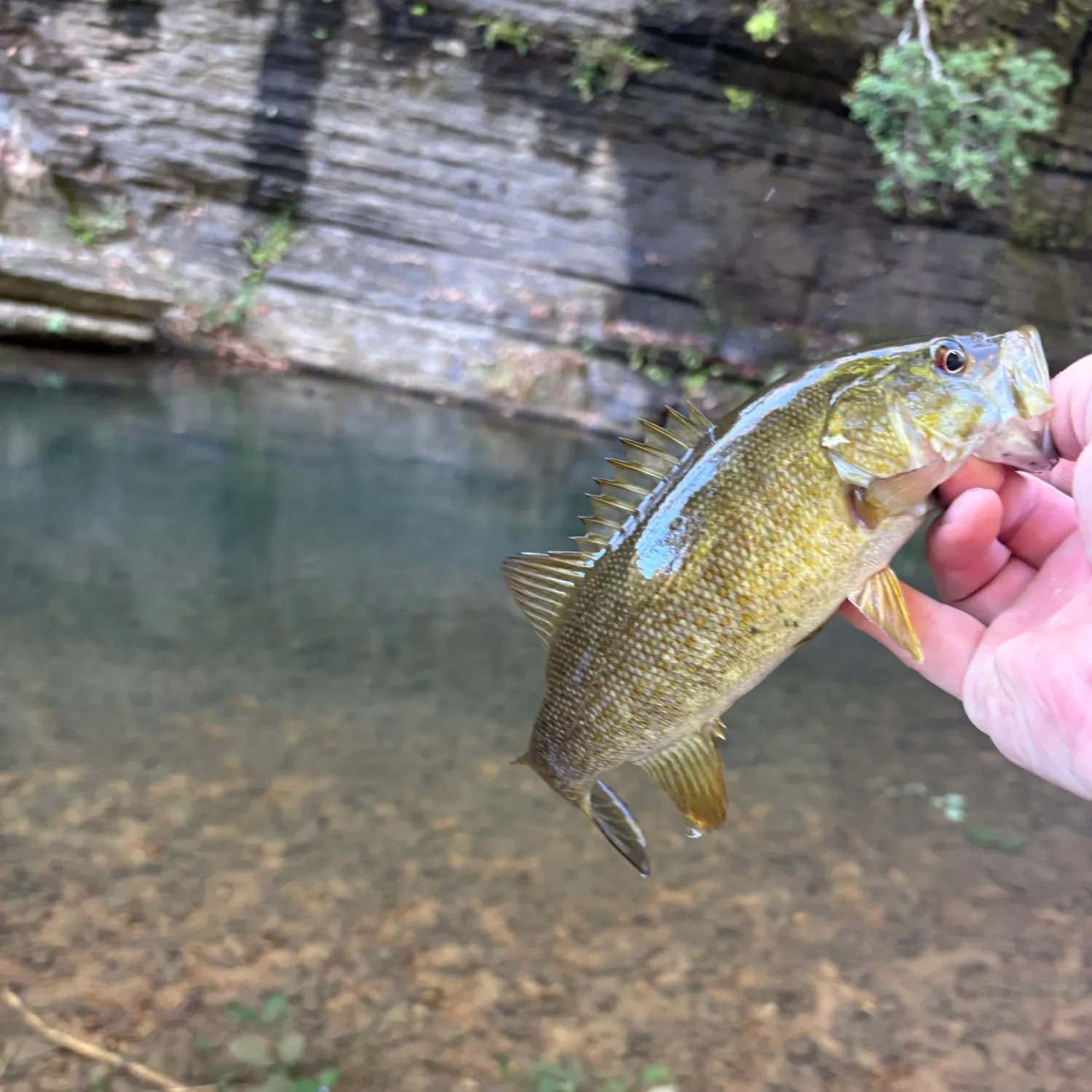 Smallmouth bass caught on Fishbrain