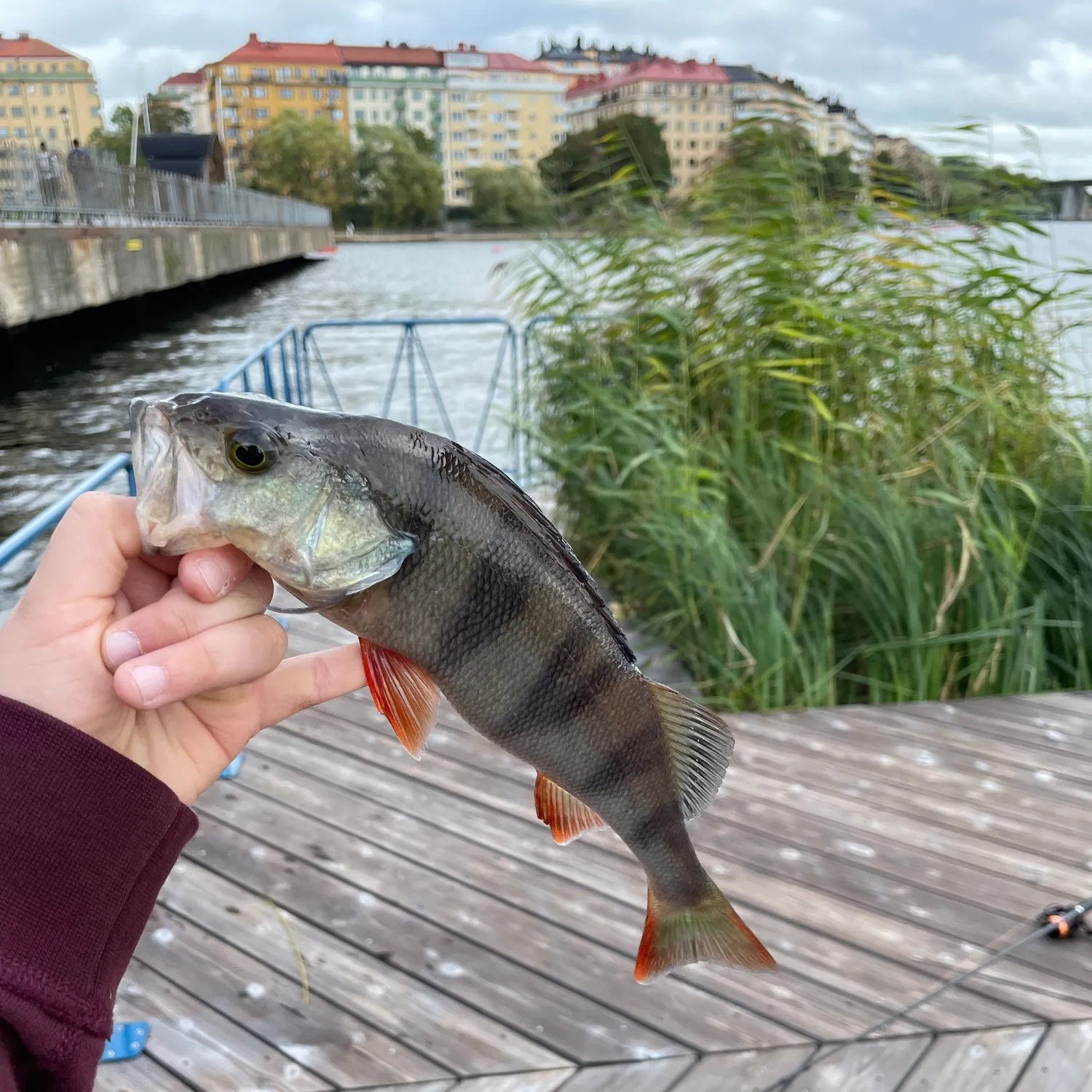 European perch caught on Fishbrain