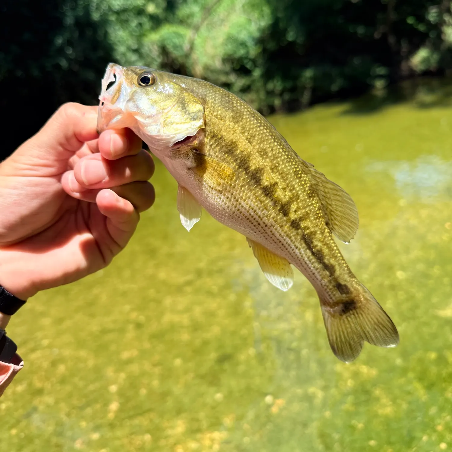The most recent Guadalupe bass catches on Fishbrain