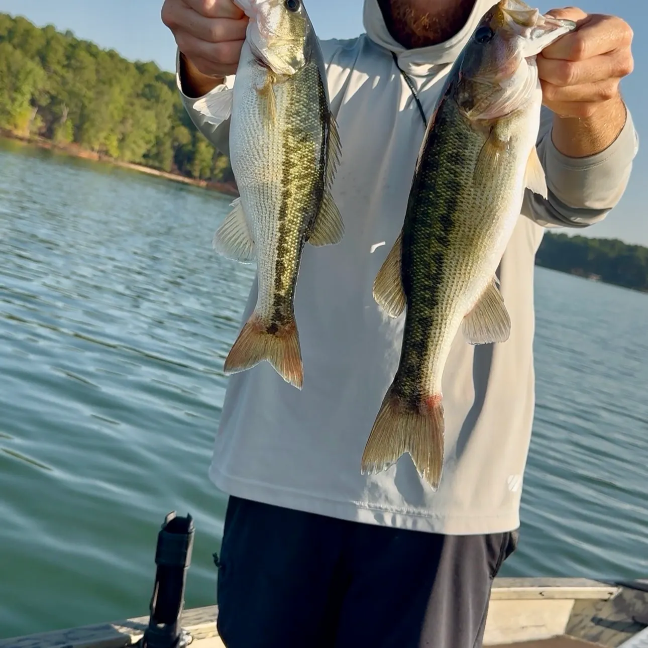 Spotted bass caught on Fishbrain