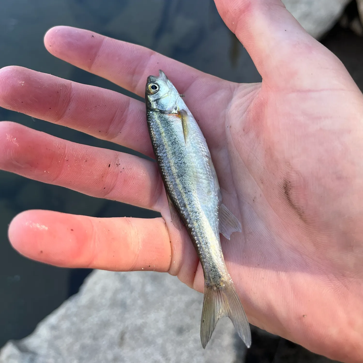 The most recent Redside shiner catches on Fishbrain
