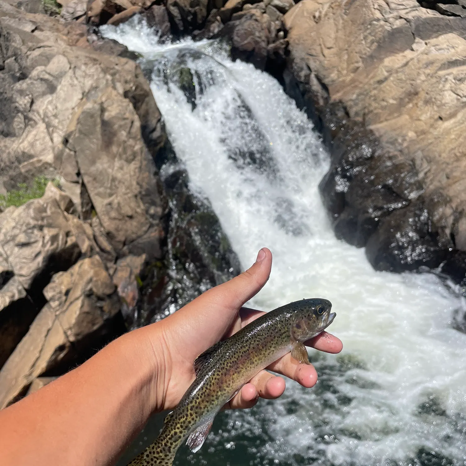 The most recent McCloud river redband trout catches on Fishbrain