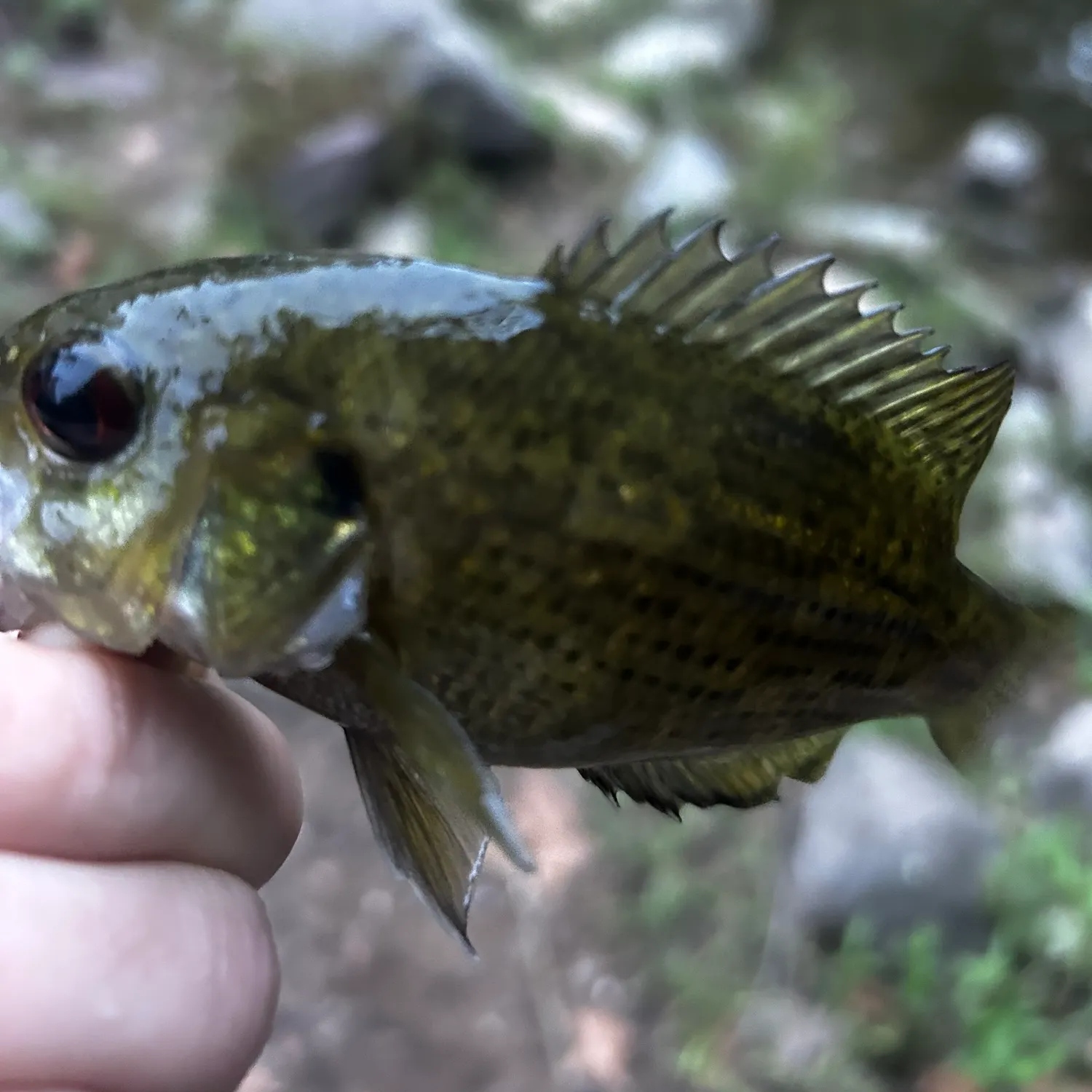 Rock bass caught on Fishbrain