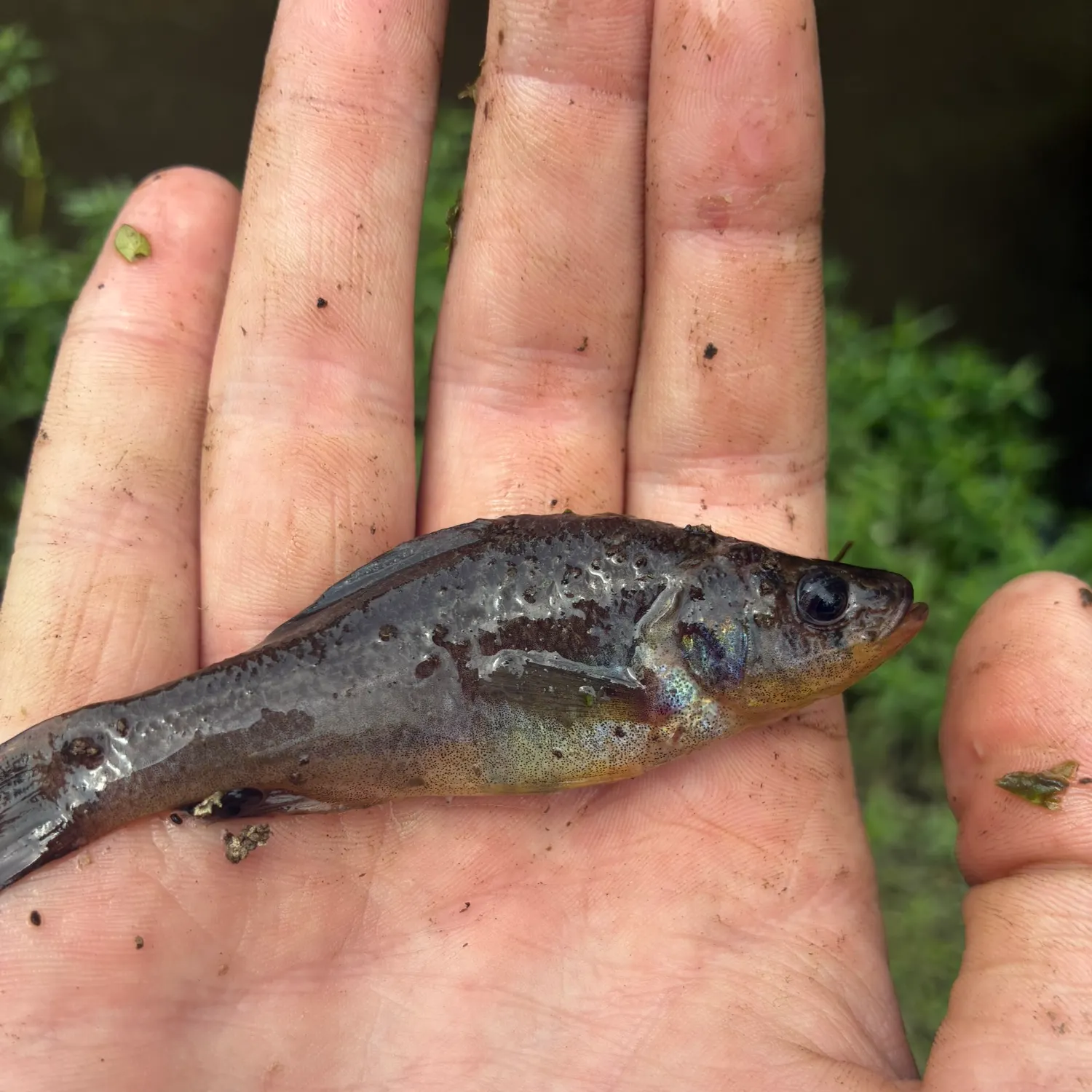 The most recent Yellowbelly pirate perch catches on Fishbrain