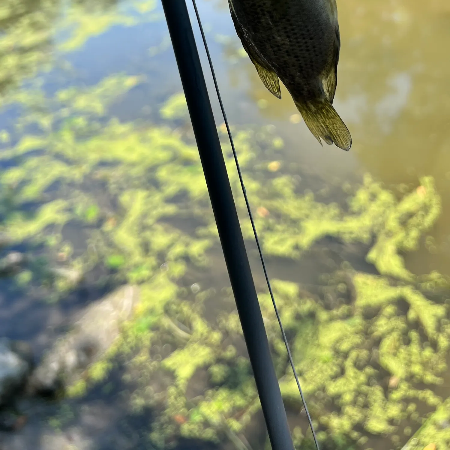 Rock bass caught on Fishbrain