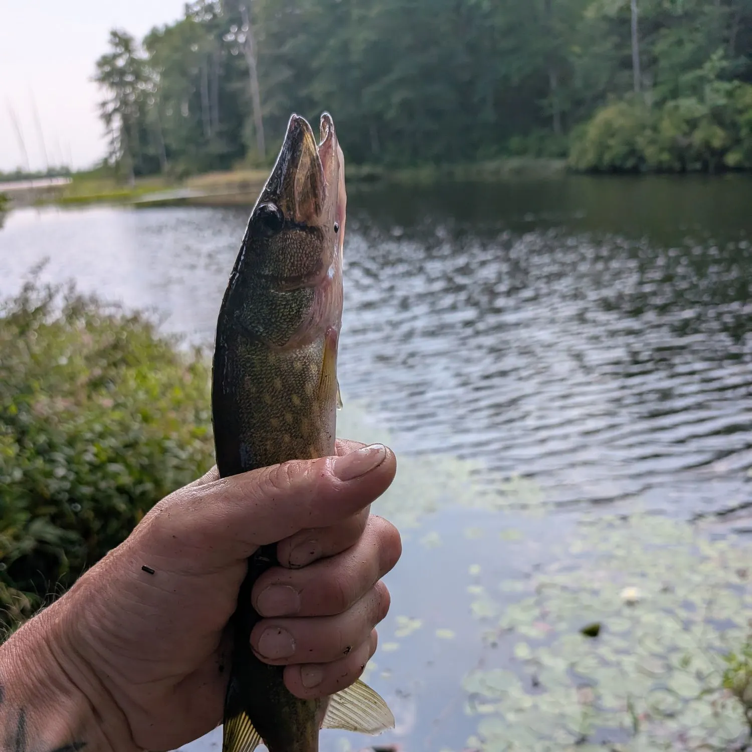 catch