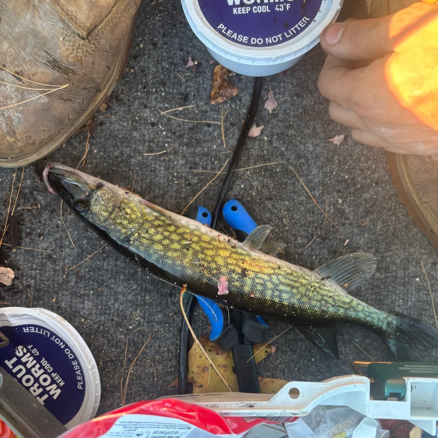 Chain pickerel caught on Fishbrain