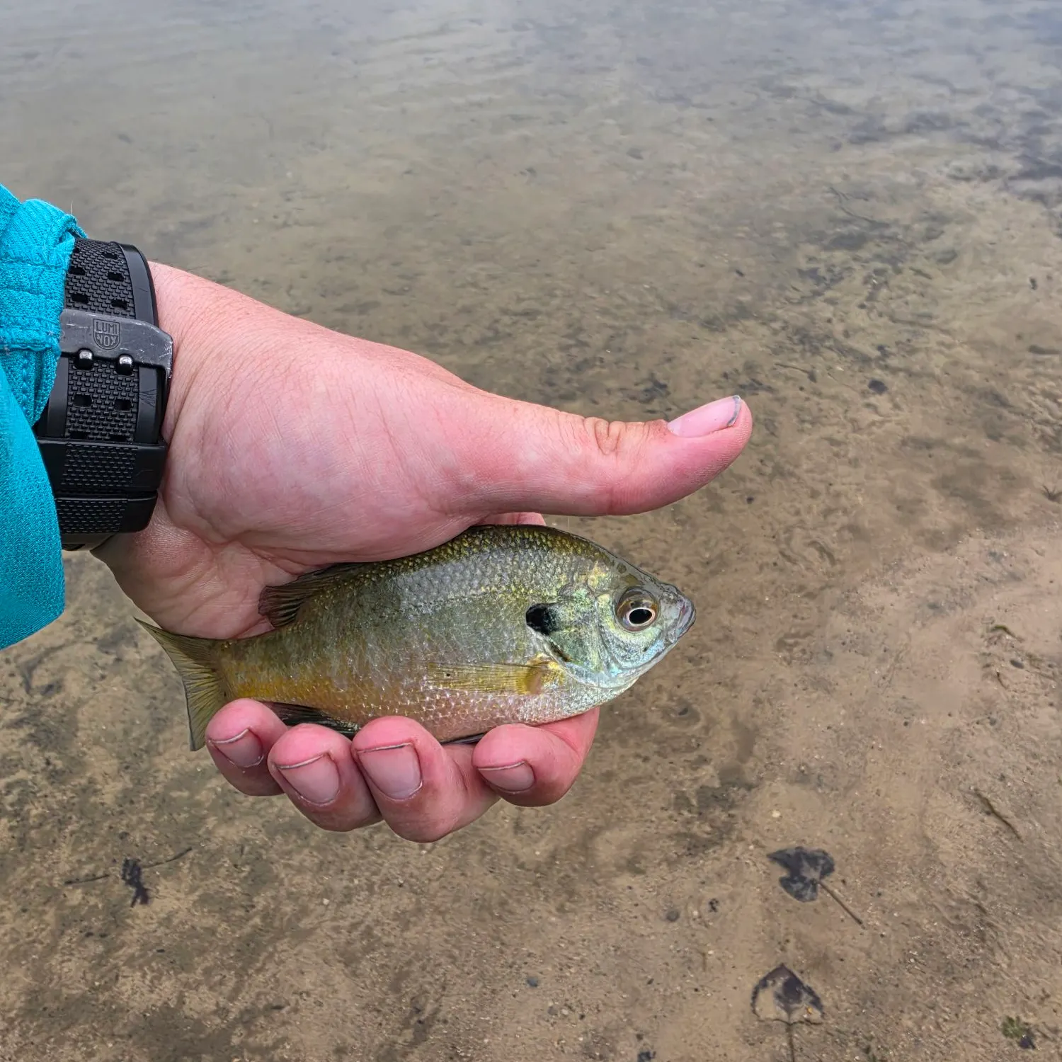 Bluegill caught on Fishbrain