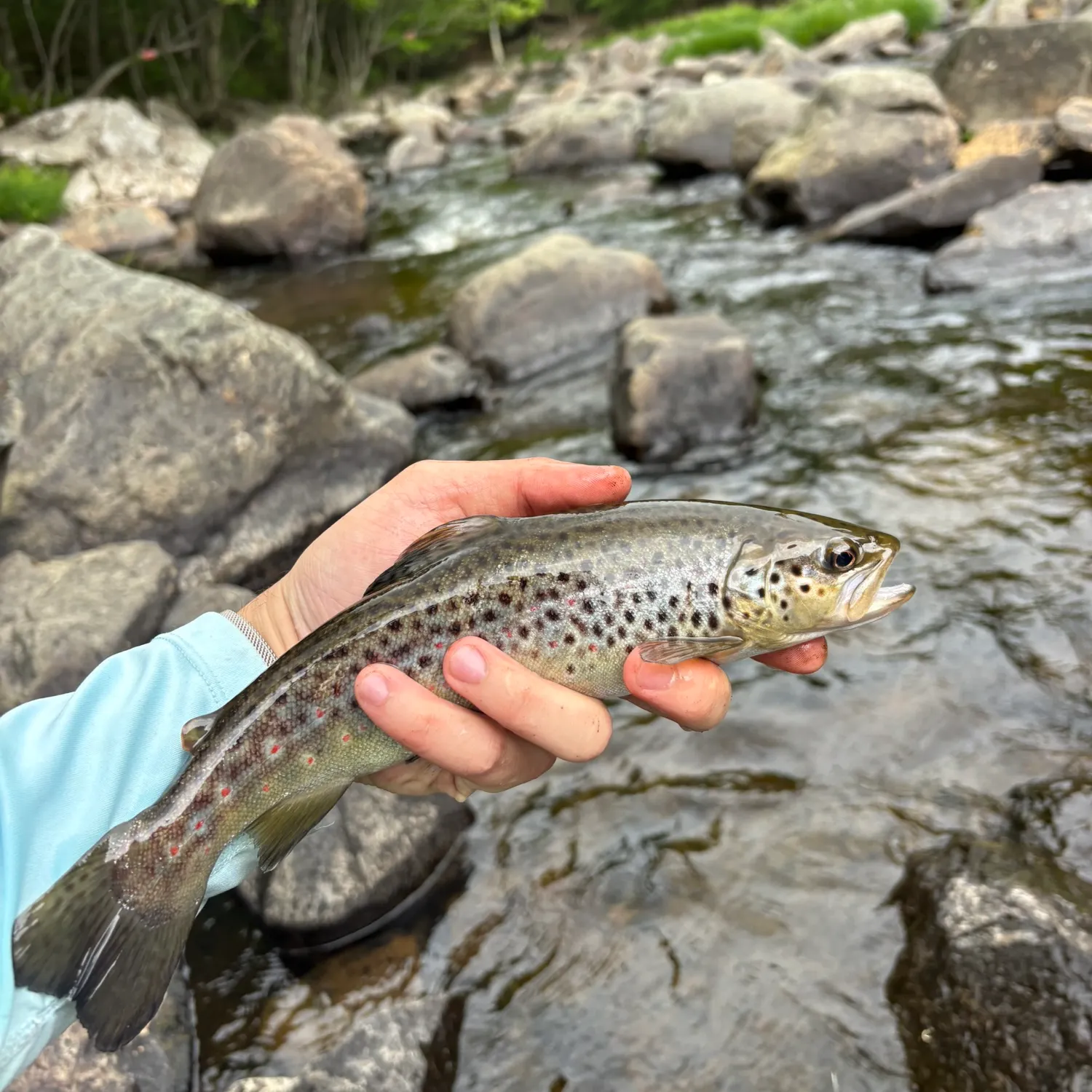 recently logged catches