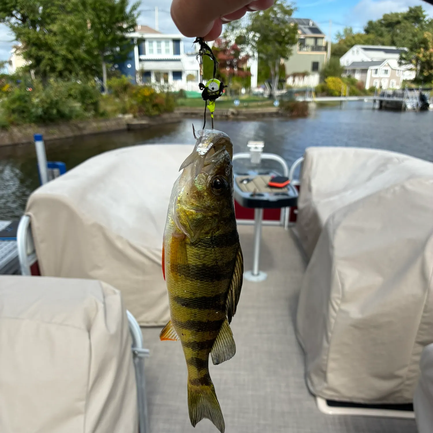 Yellow perch caught on Fishbrain