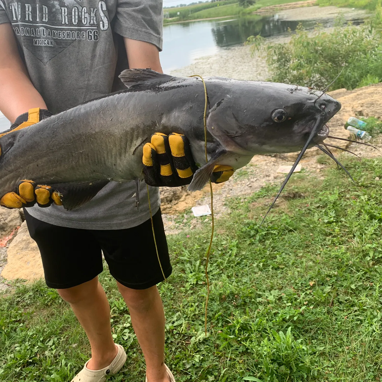 Channel catfish caught on Fishbrain