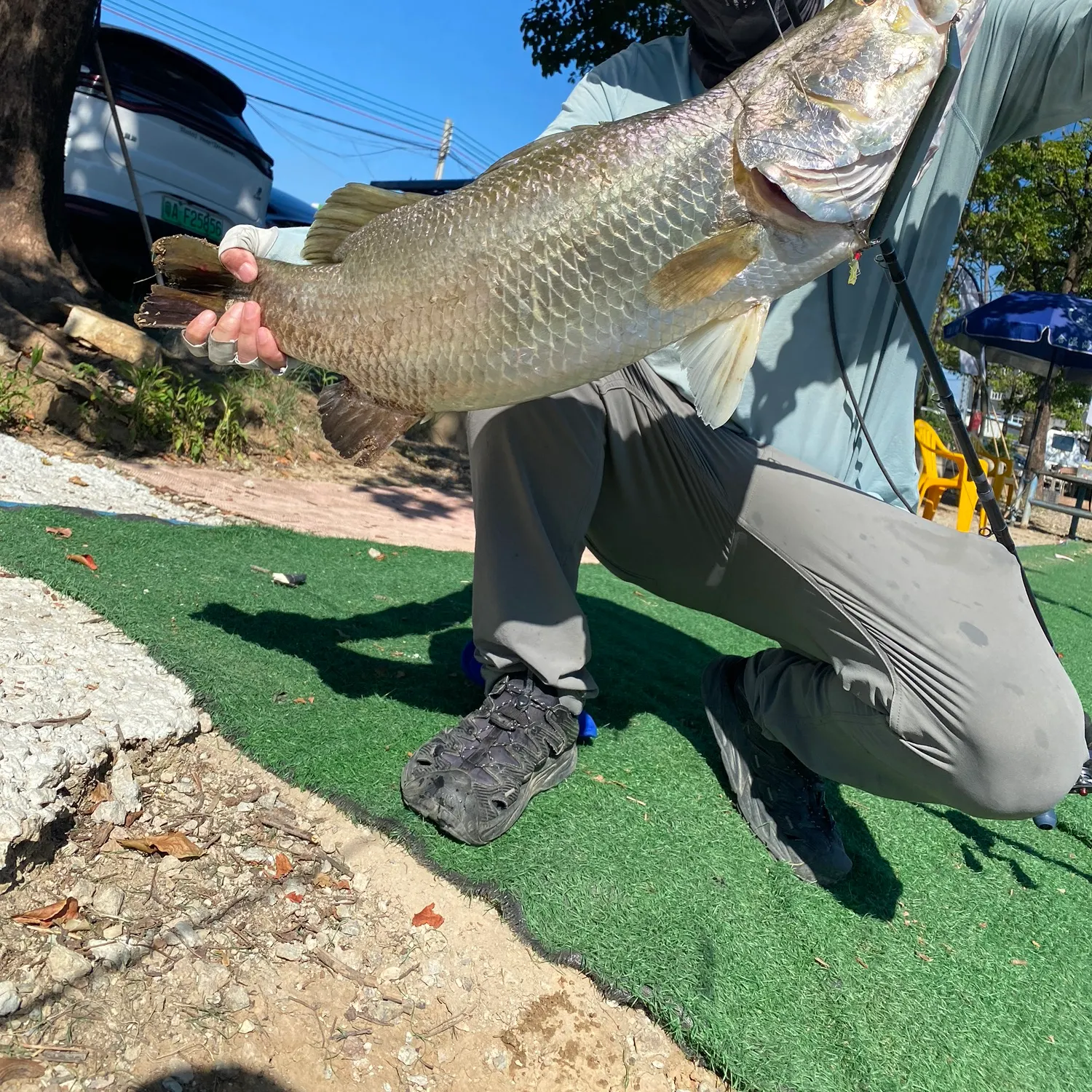 Barramundi caught on Fishbrain