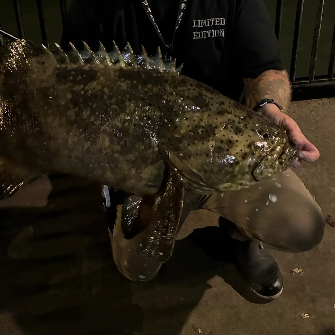The most recent Atlantic goliath grouper catches on Fishbrain