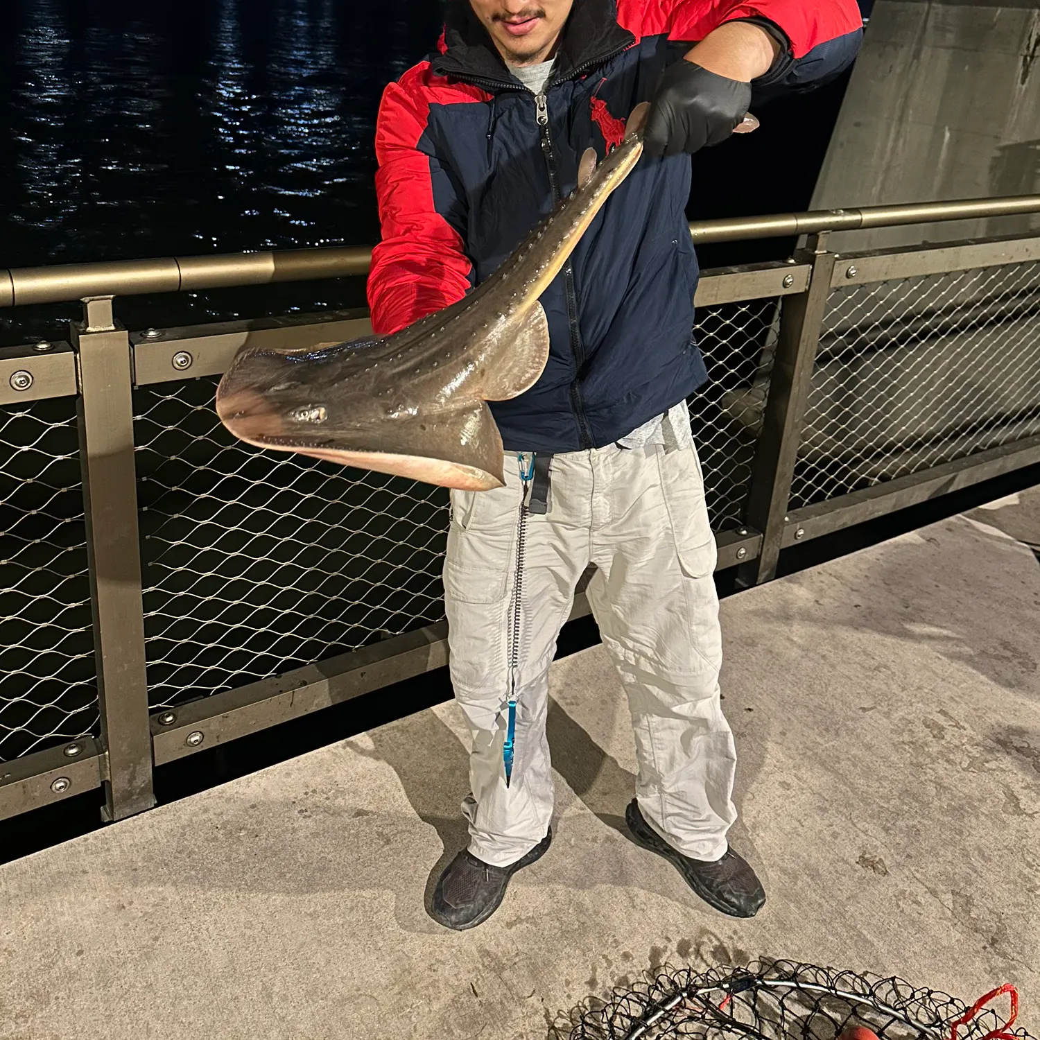Thornback guitarfish caught on Fishbrain