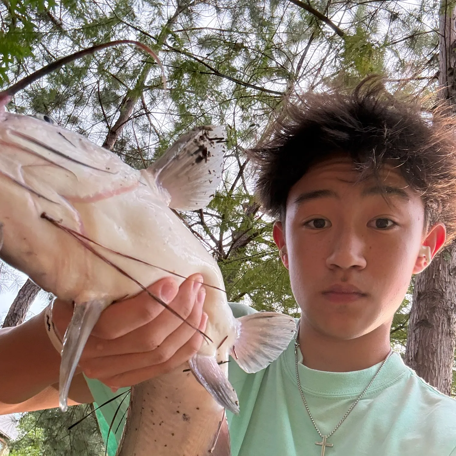 Channel catfish caught on Fishbrain