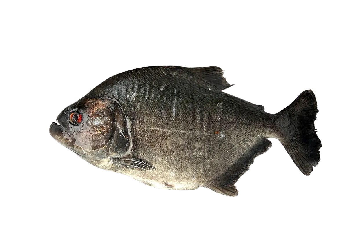 Redeye piranha
