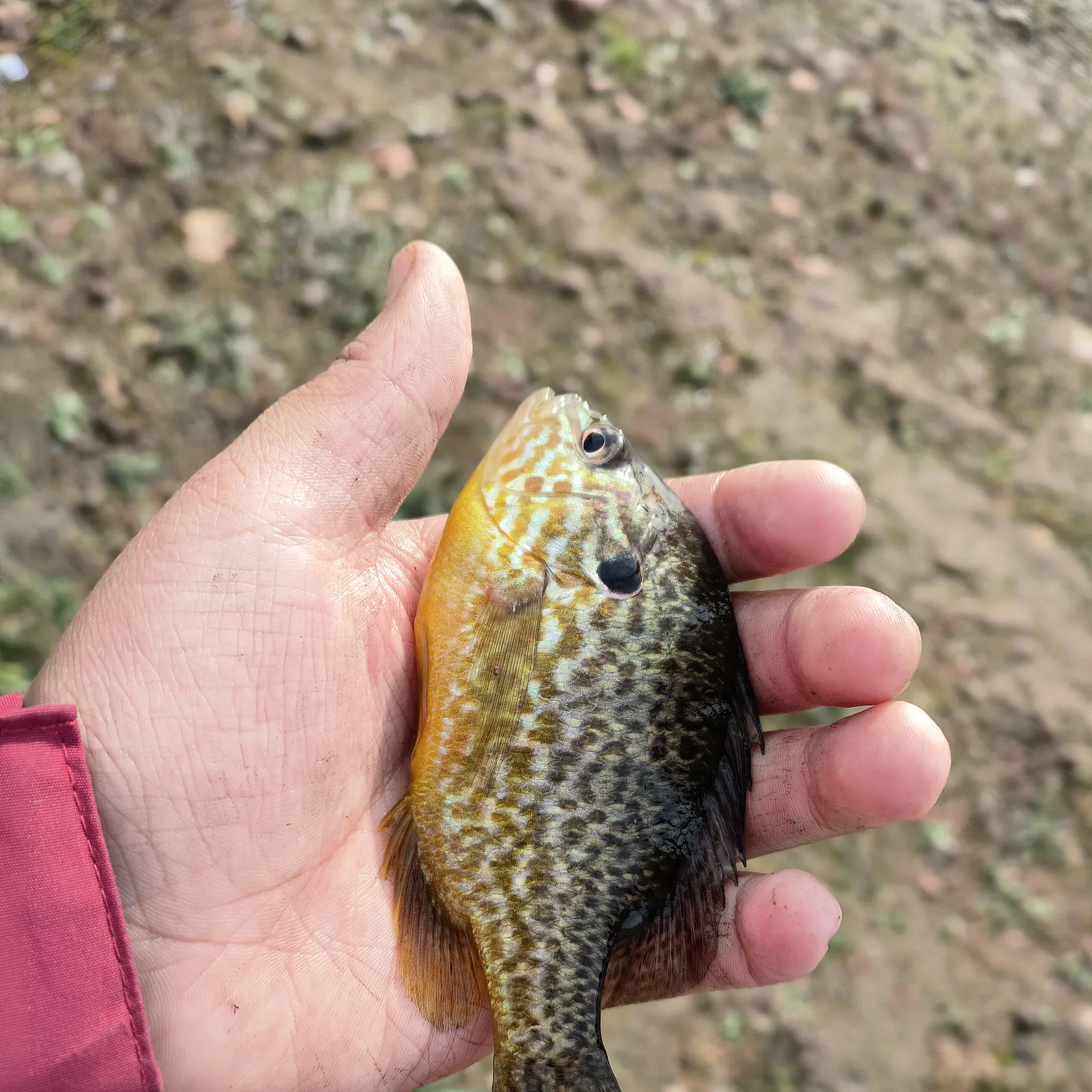 Pumpkinseed caught on Fishbrain