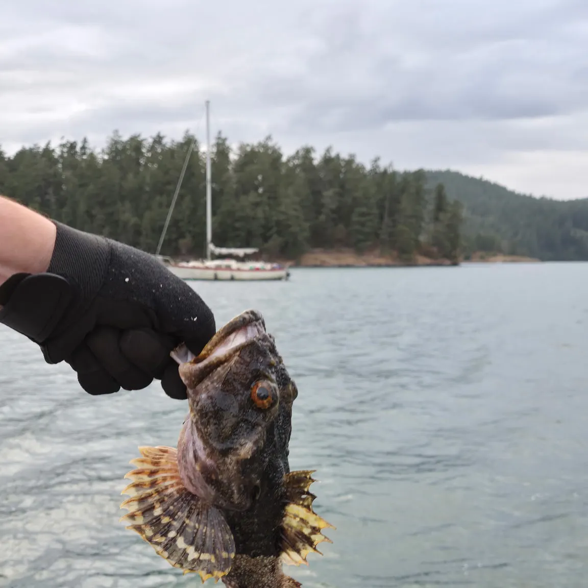 The most recent Cabezon catches on Fishbrain