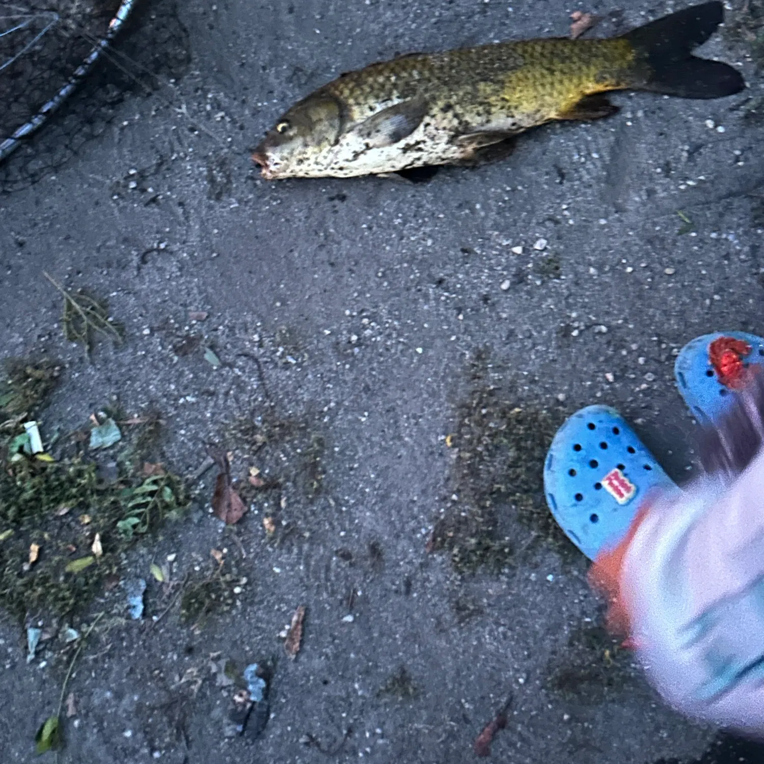 Common carp caught on Fishbrain