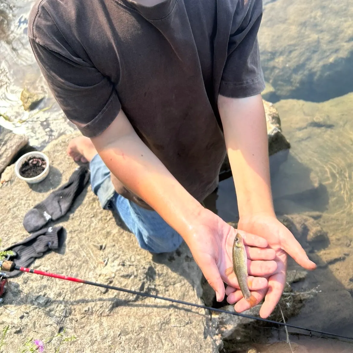 Hornyhead chub caught on Fishbrain