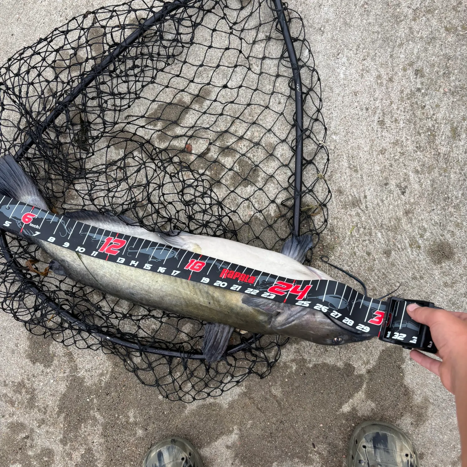 Channel catfish caught on Fishbrain