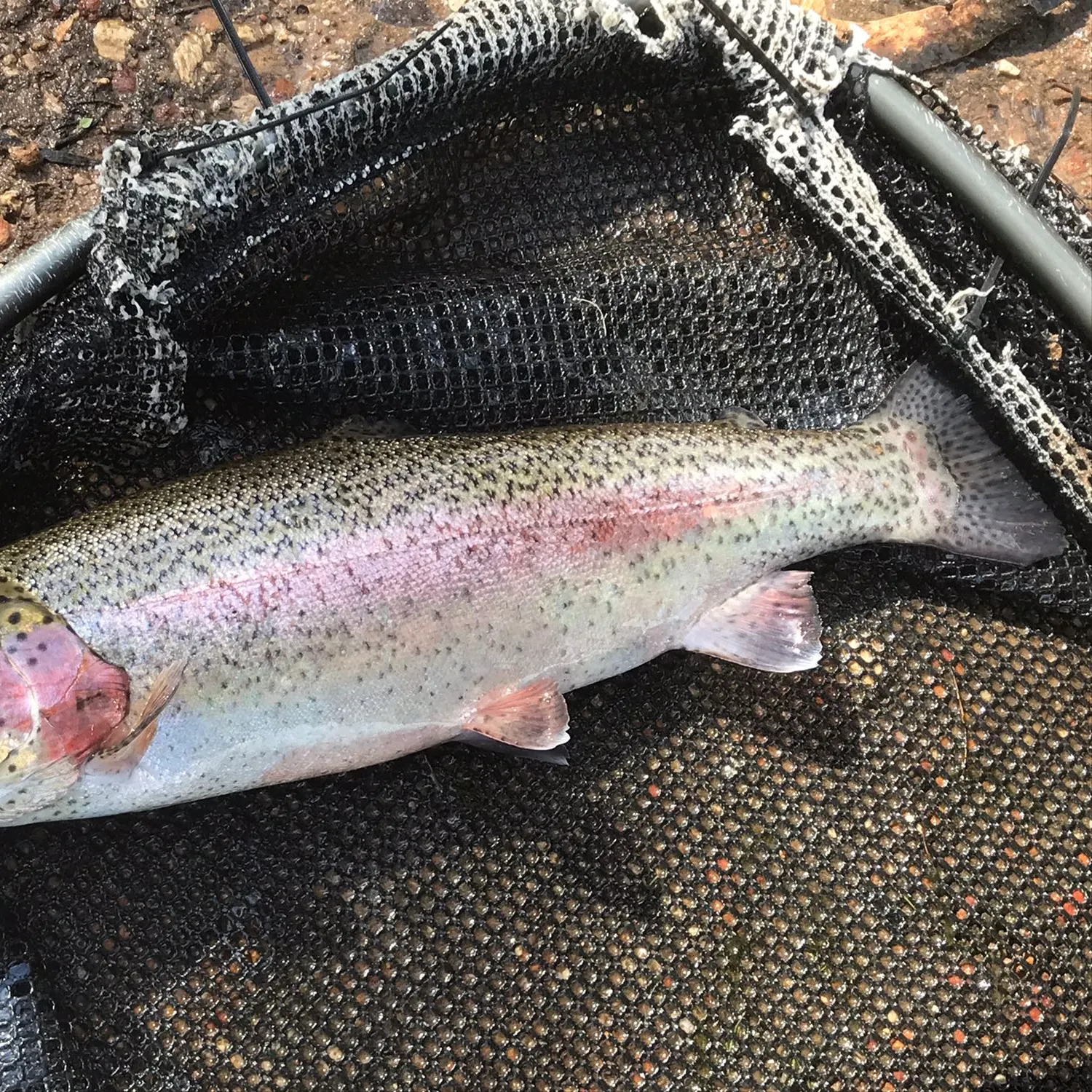 Rainbow trout caught on Fishbrain