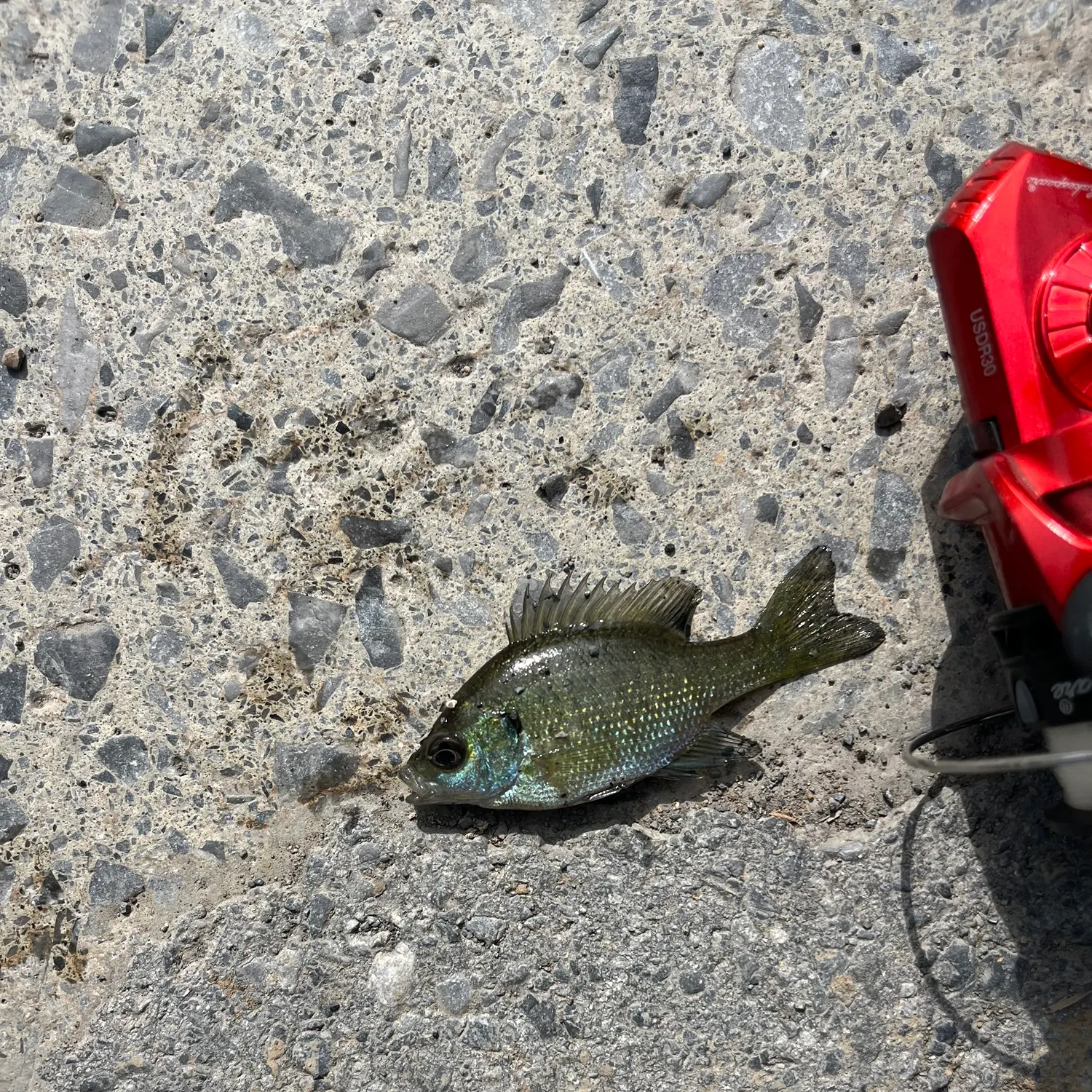 Redspotted sunfish caught on Fishbrain