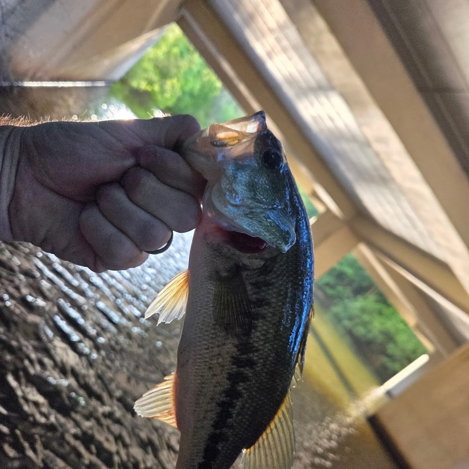 catch