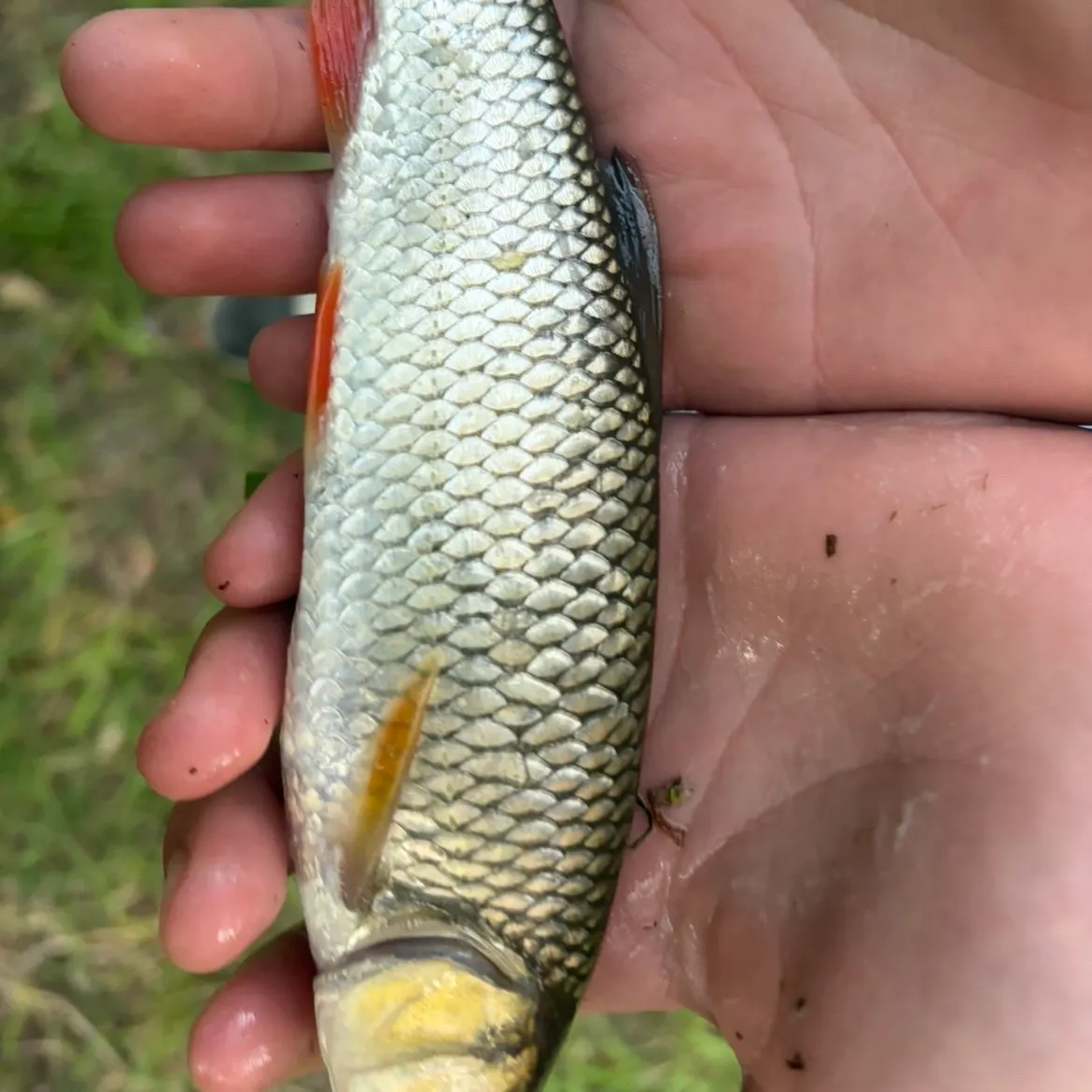 European chub caught on Fishbrain