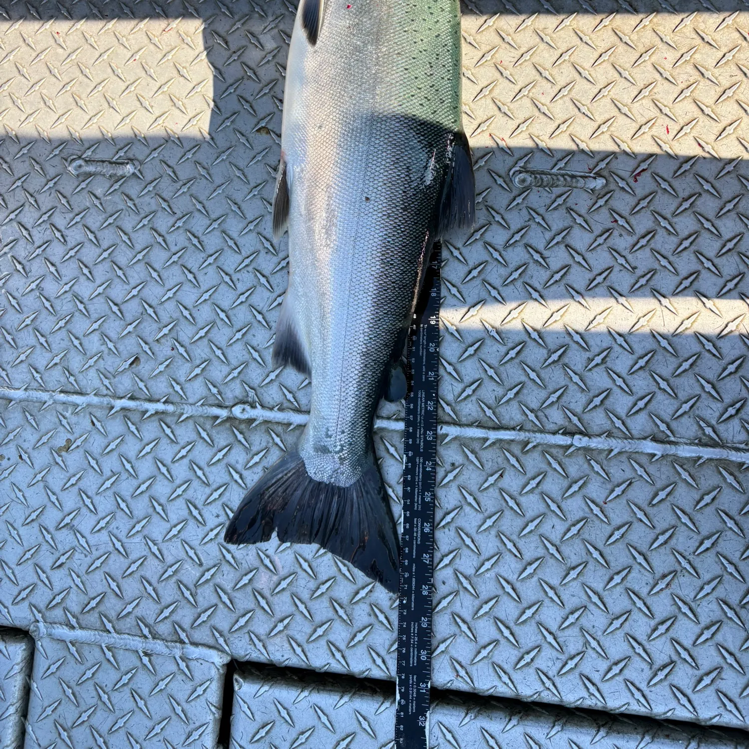 The most recent Coho salmon catches on Fishbrain
