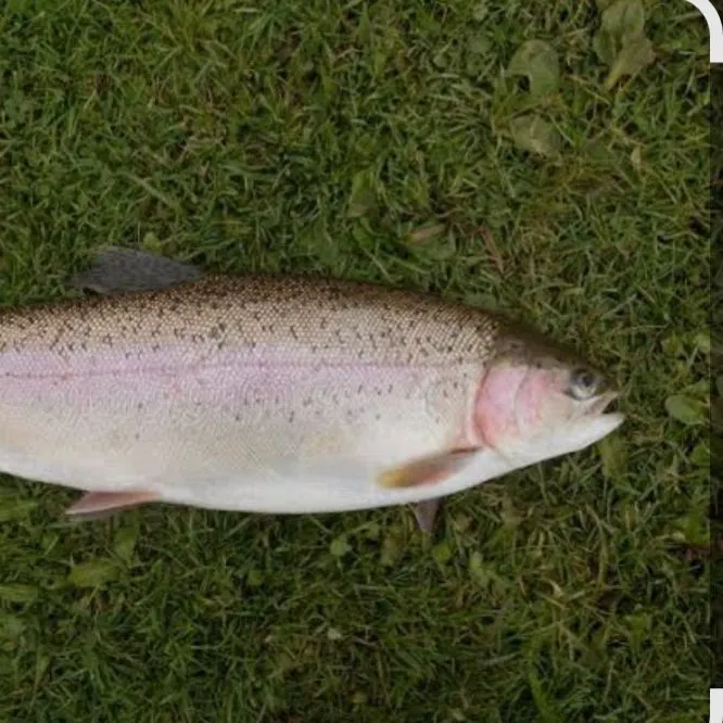 The most recent Lake trout catches on Fishbrain
