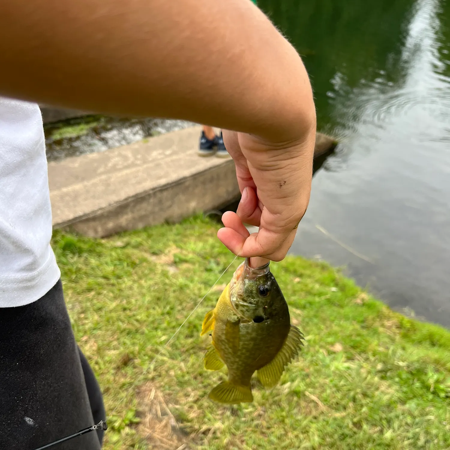 Bluegill caught on Fishbrain