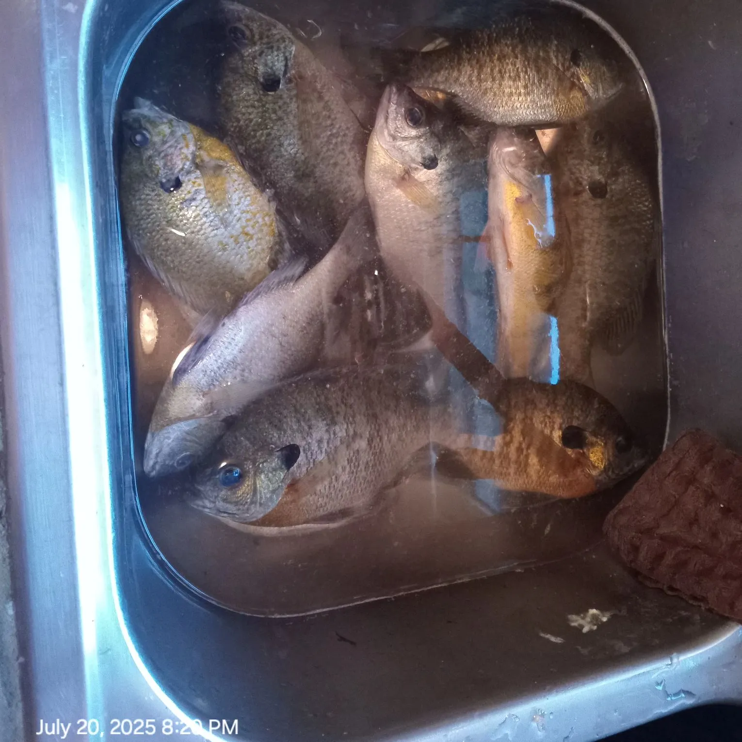 recently logged catches