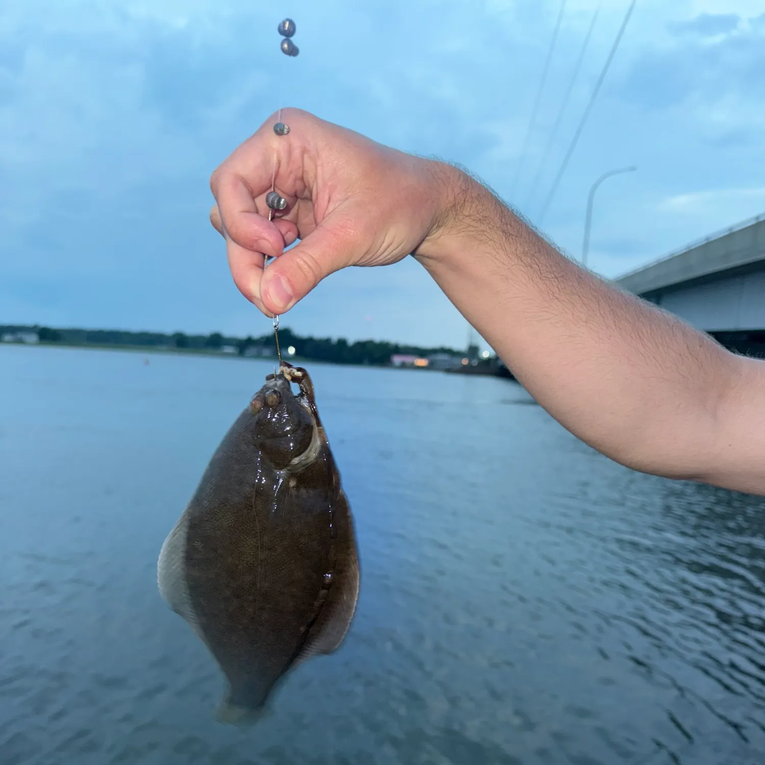 The most recent Common dab catches on Fishbrain