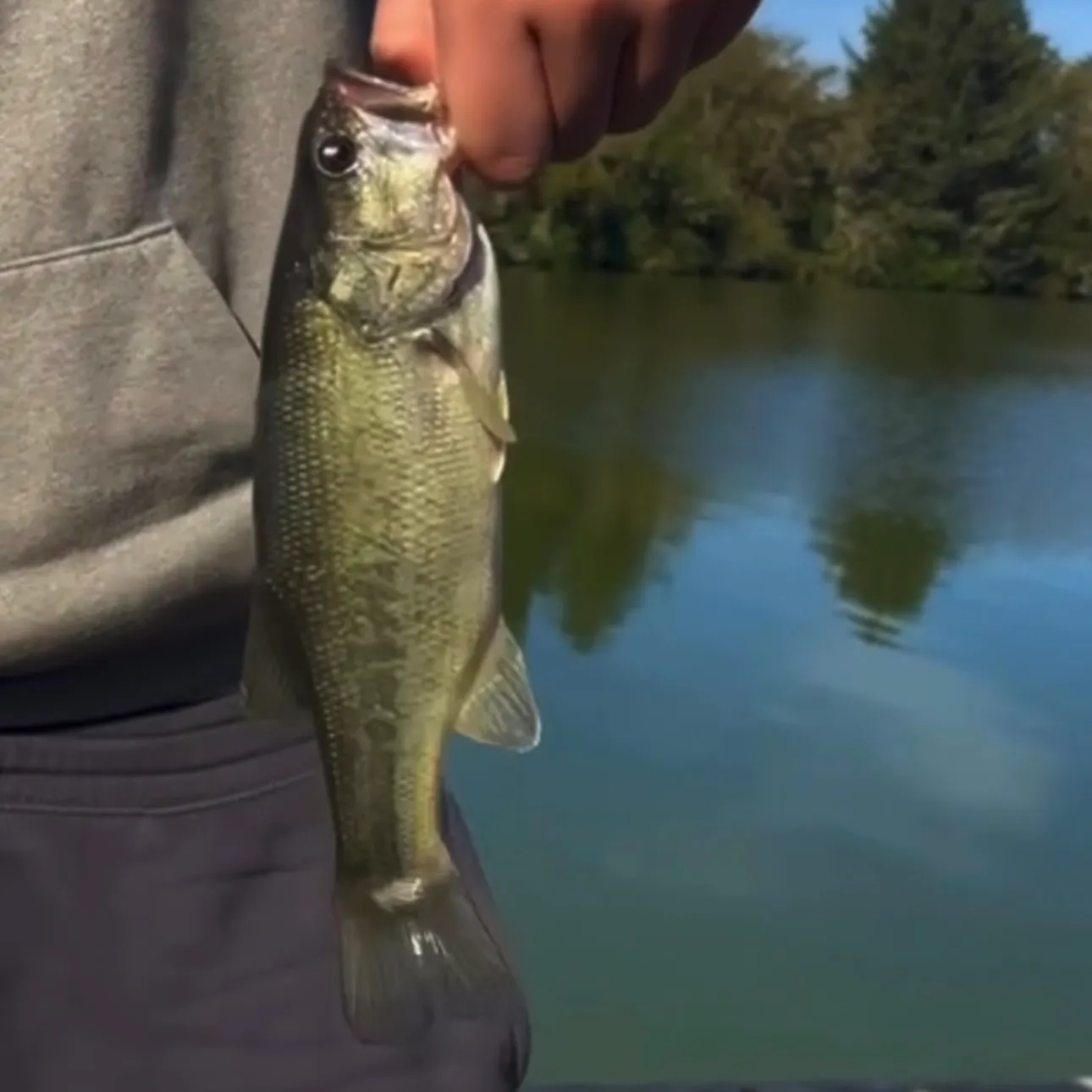 Smallmouth bass caught on Fishbrain