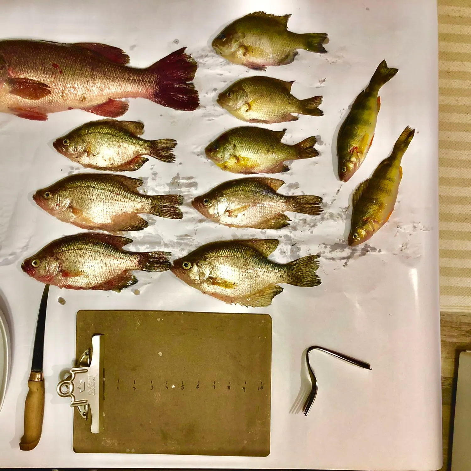 recently logged catches