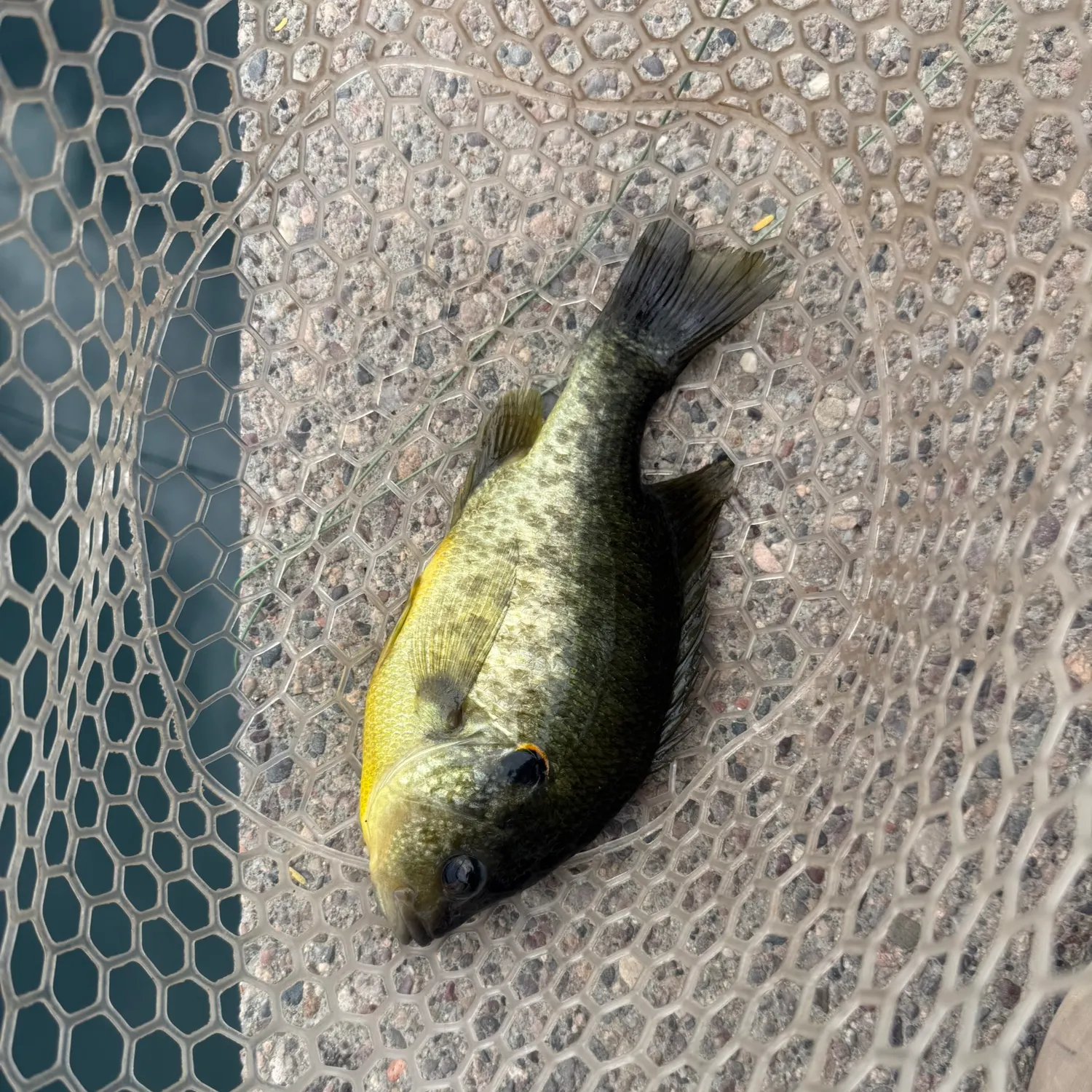 Redear sunfish caught on Fishbrain
