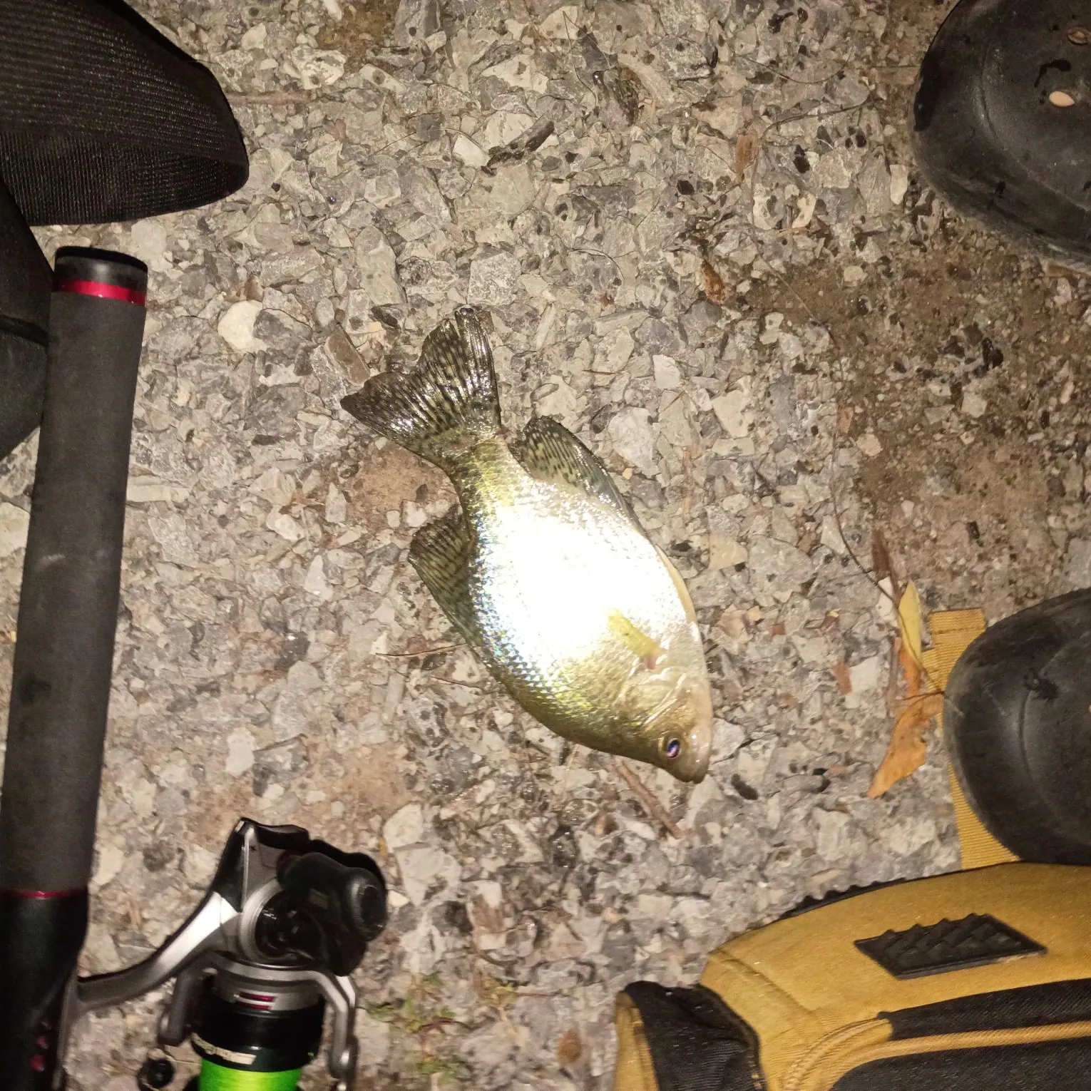 White crappie caught on Fishbrain