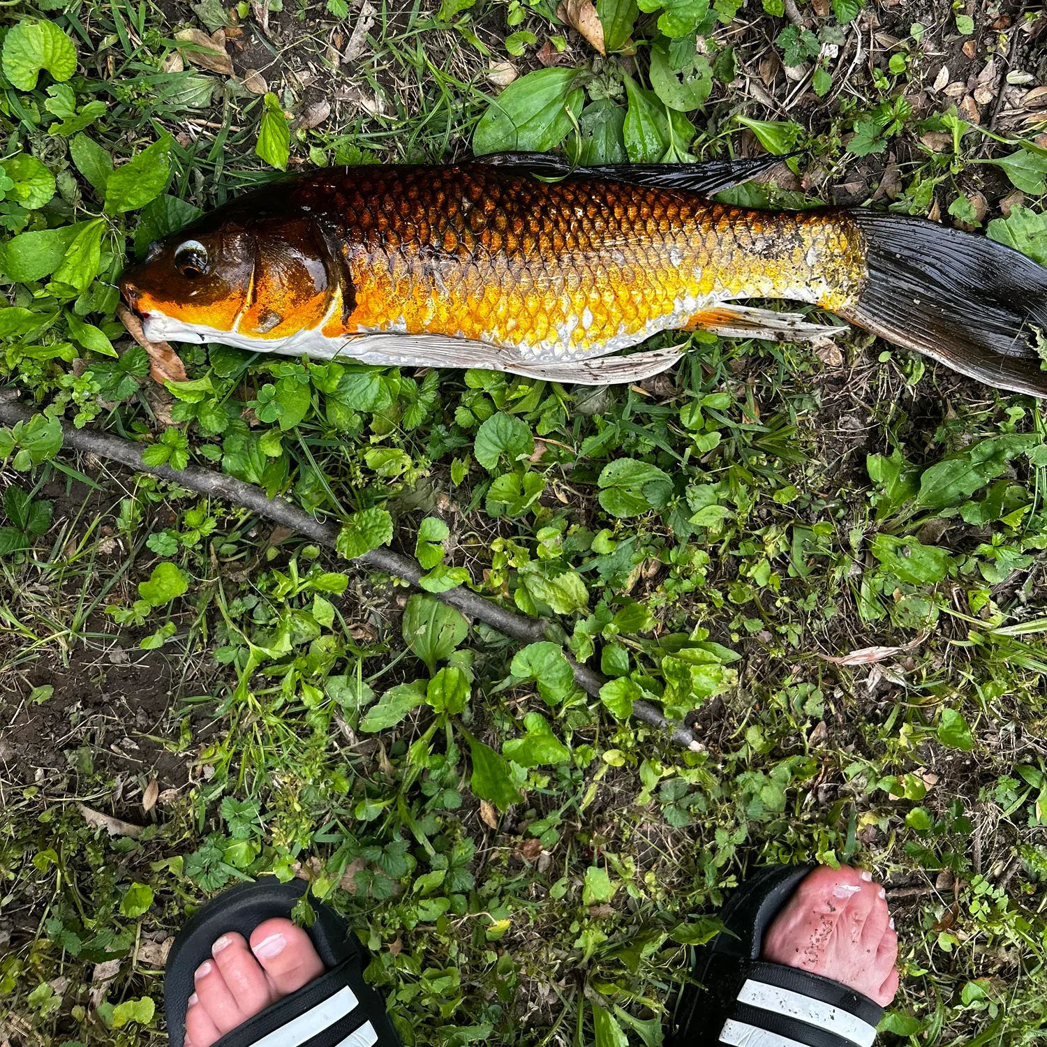 The most recent Koi x common carp catches on Fishbrain