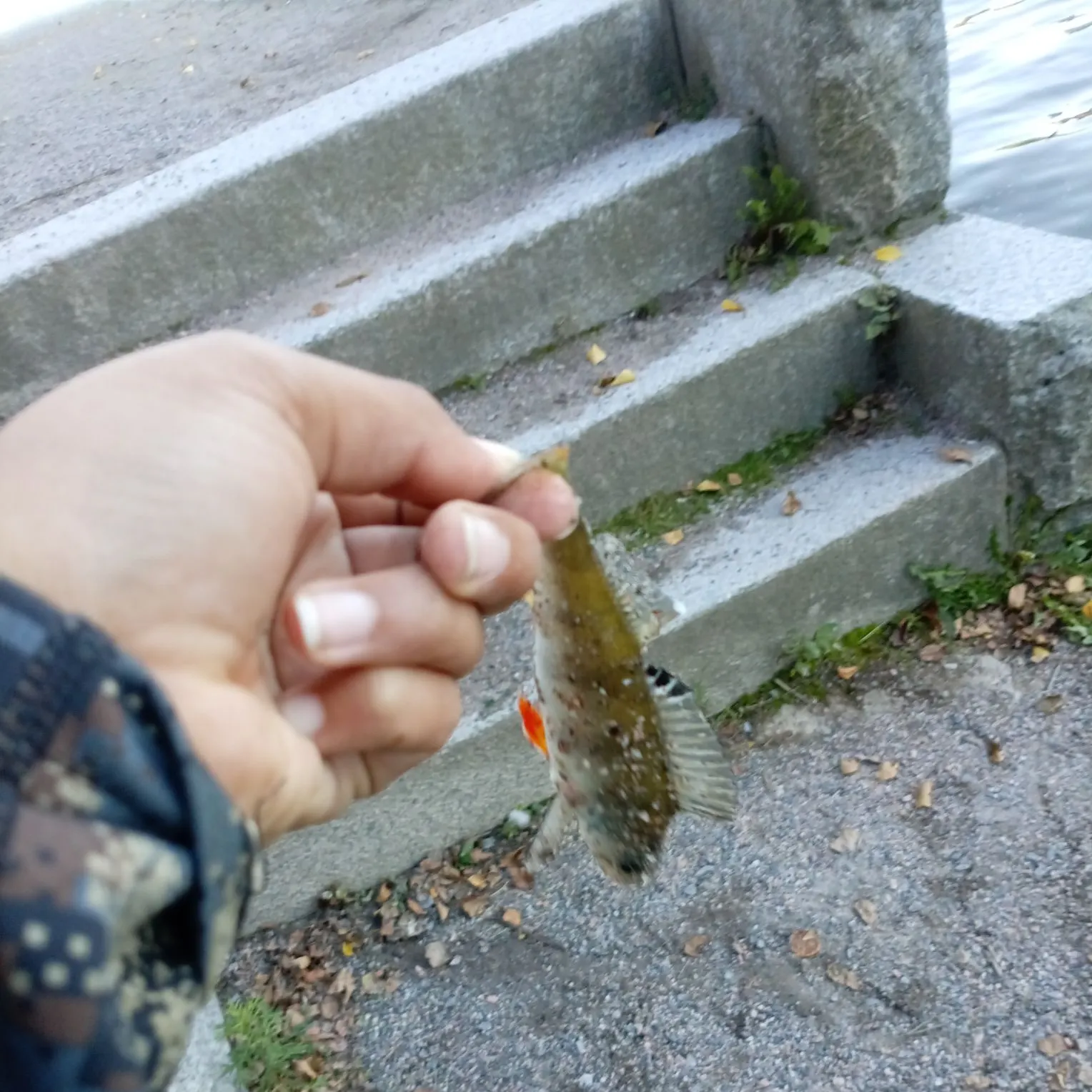 catch