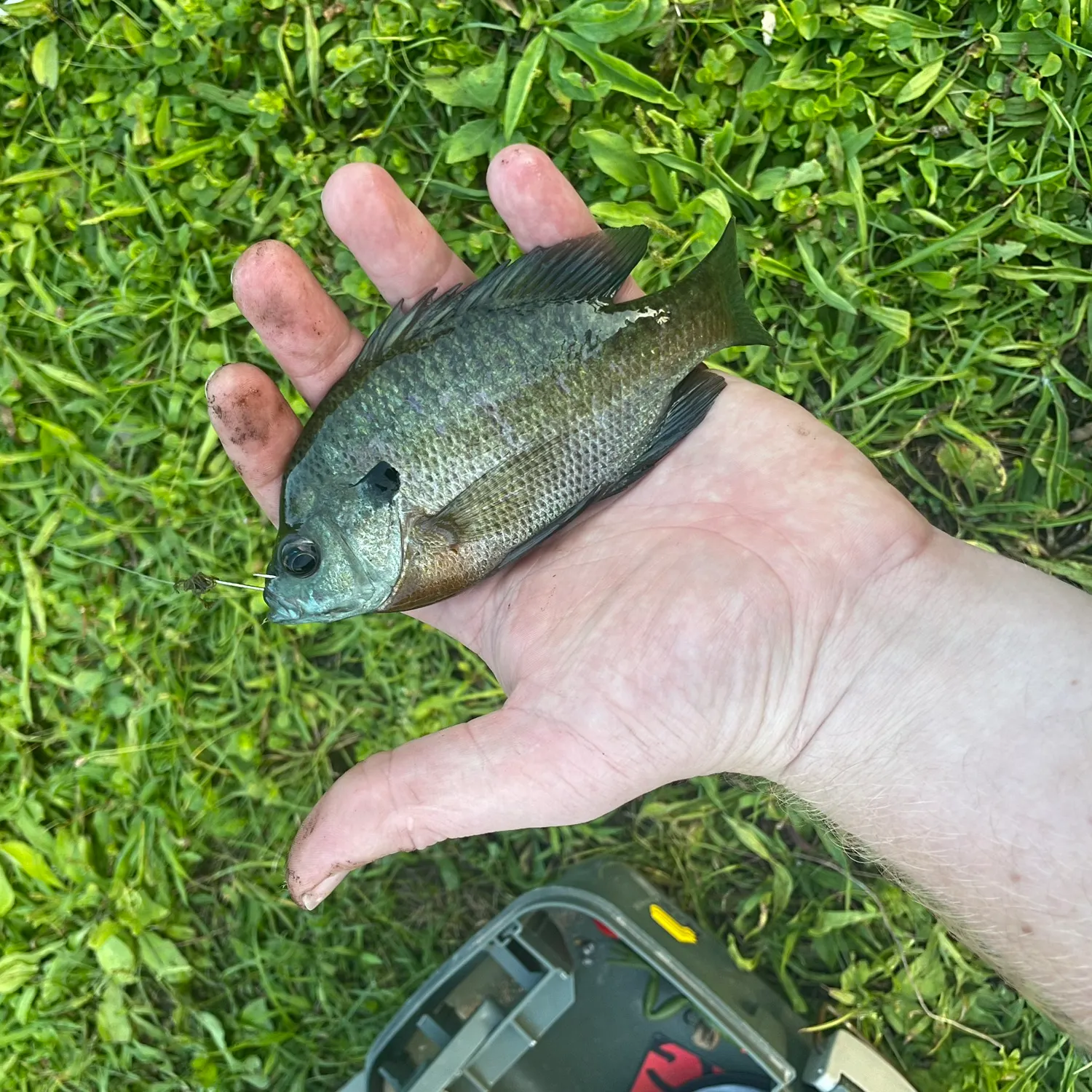 Bluegill caught on Fishbrain