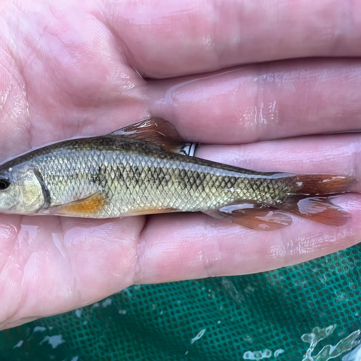 The most popular recent Western creek chubsucker catch on Fishbrain