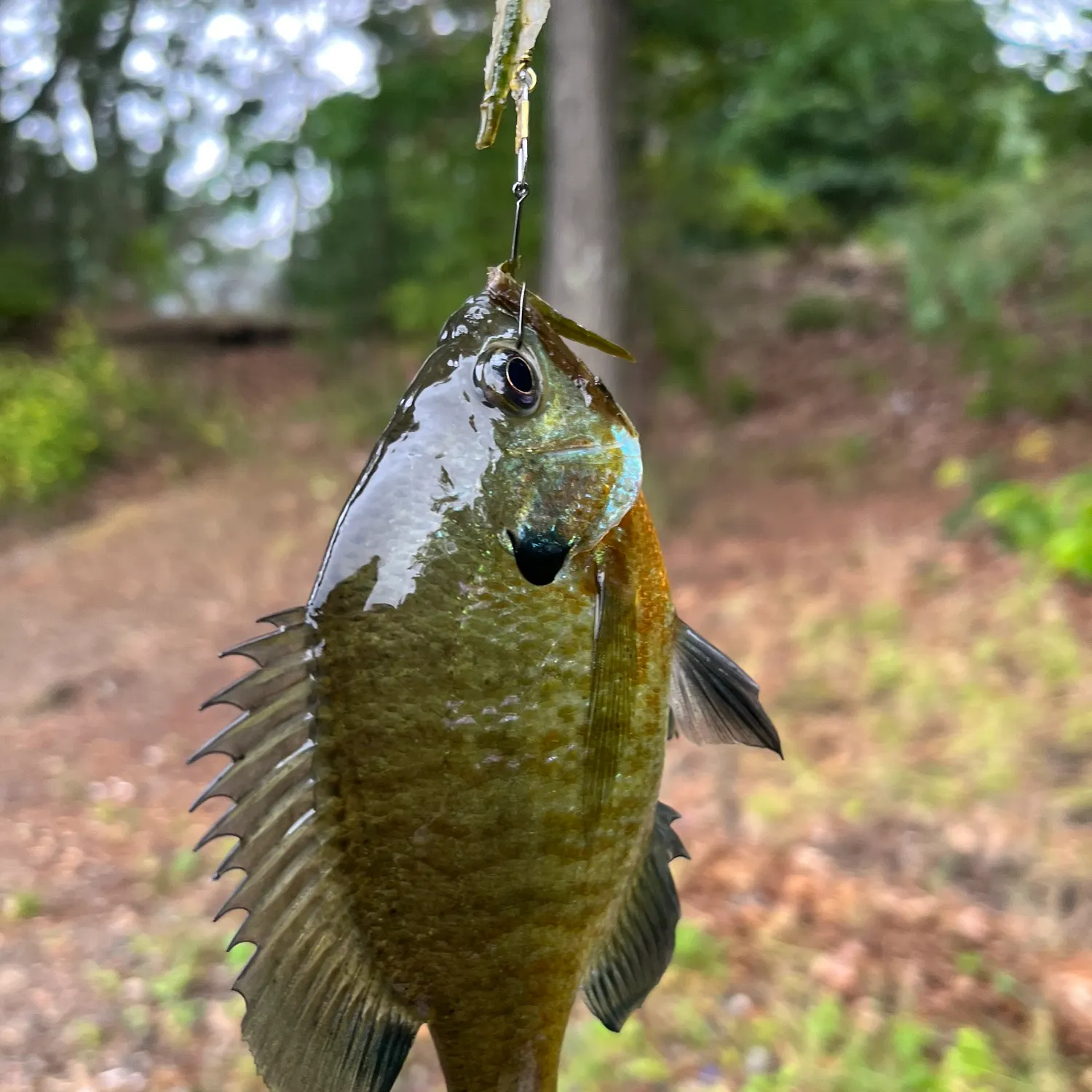 Bluegill caught on Fishbrain
