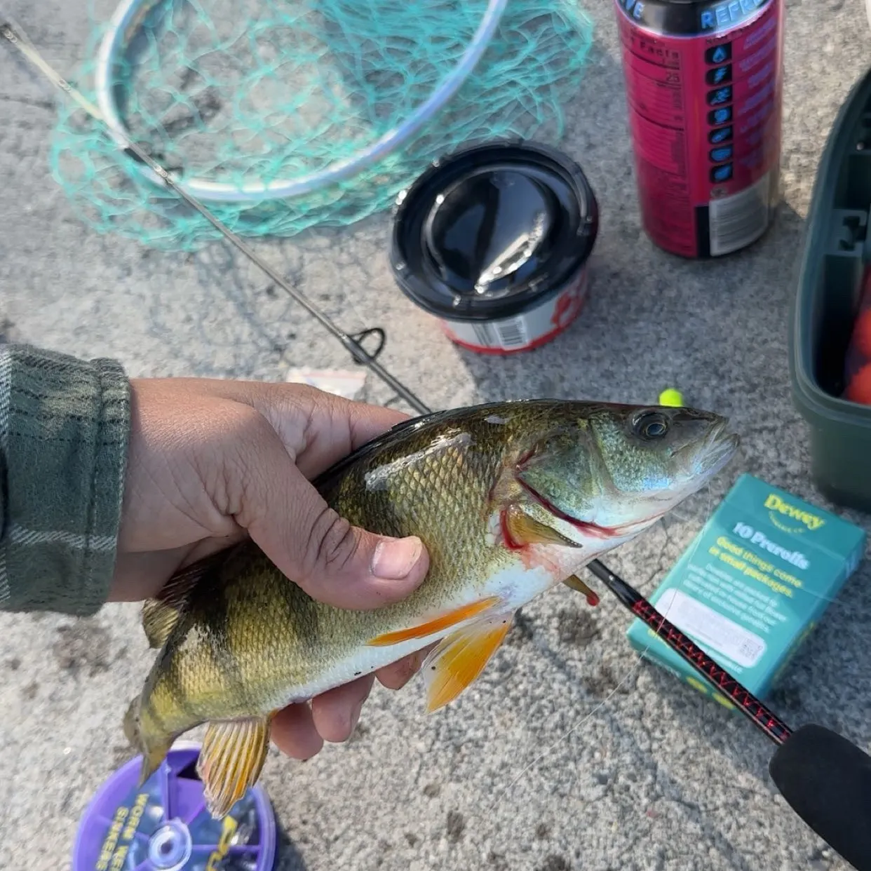 Smallmouth bass caught on Fishbrain
