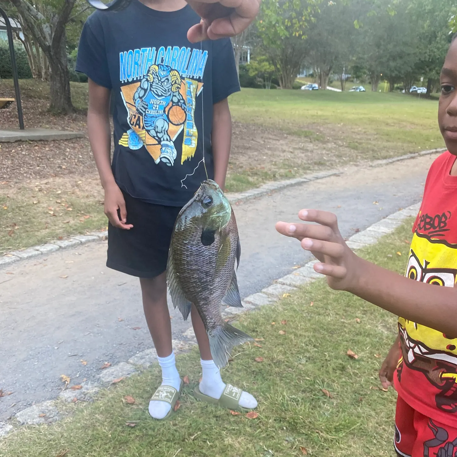 Bluegill caught on Fishbrain
