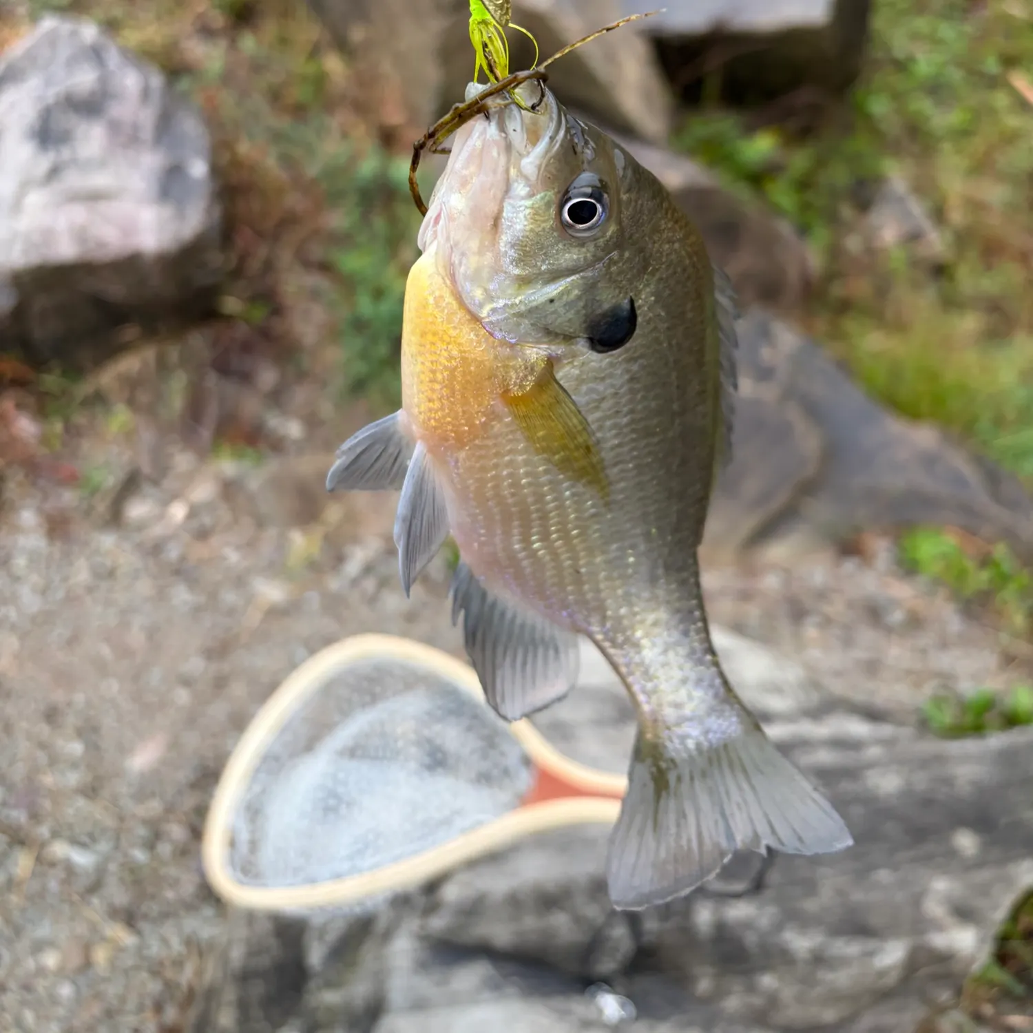 Bluegill caught on Fishbrain