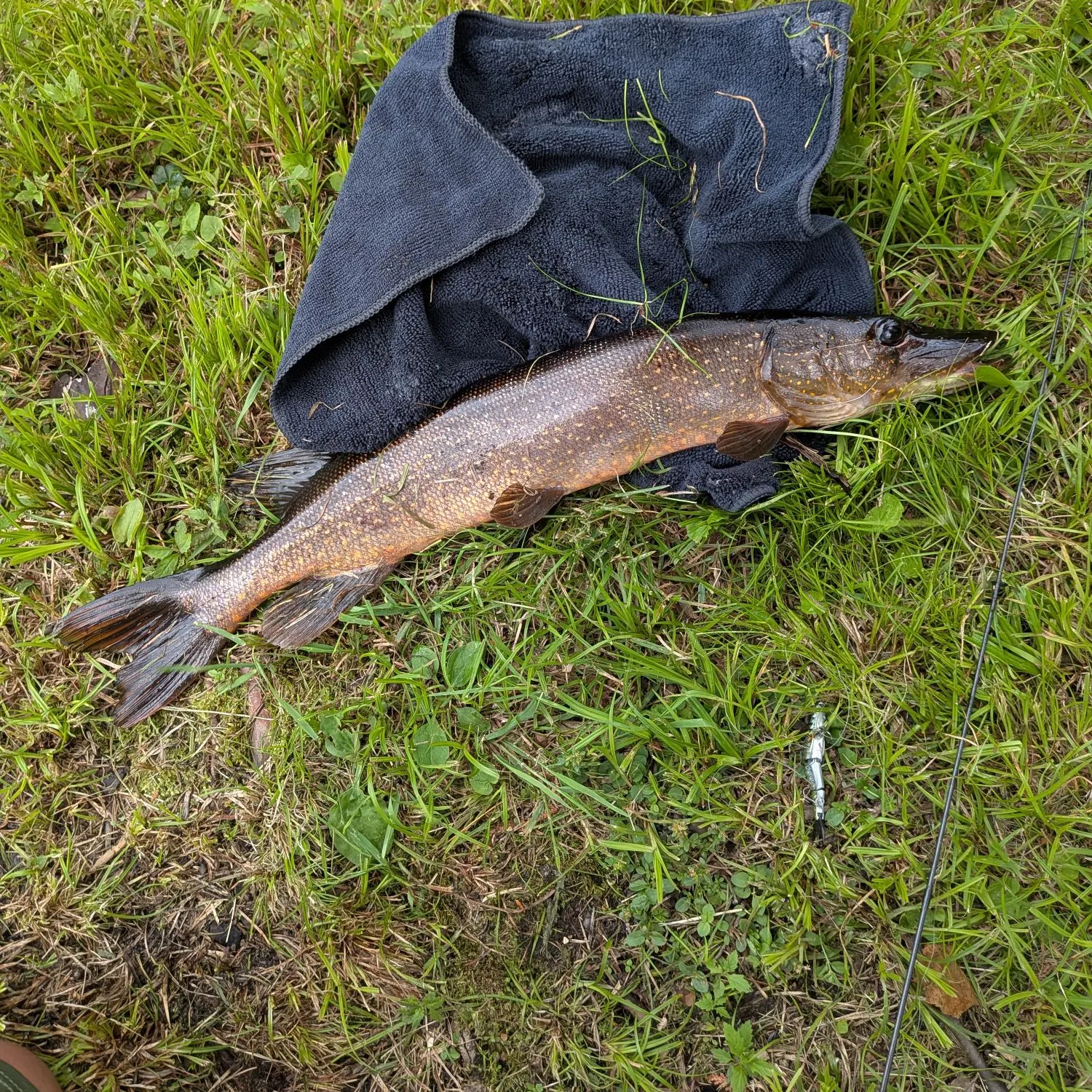 Fish caught on Fishbrain